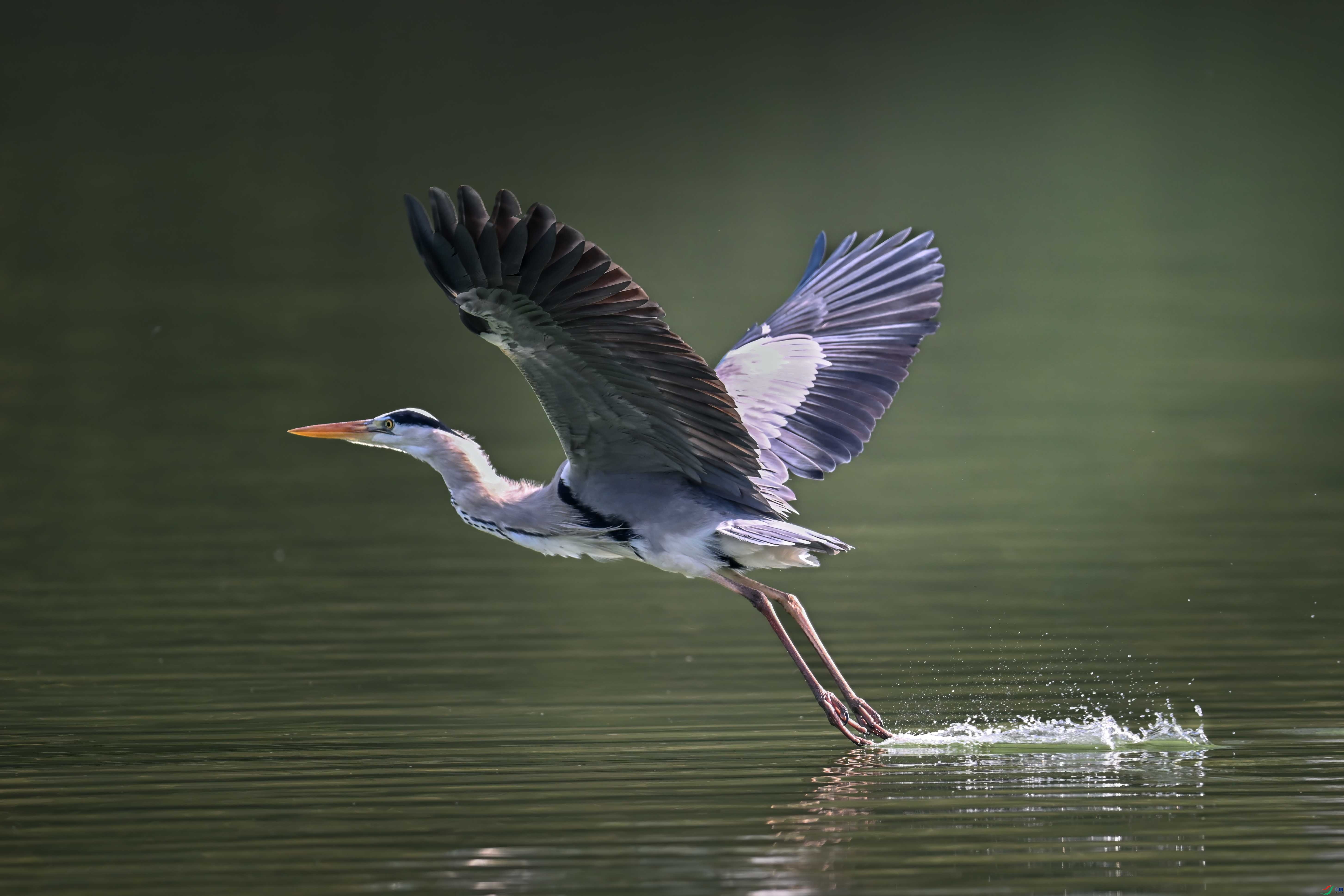 DSC_0002 ����2.jpg