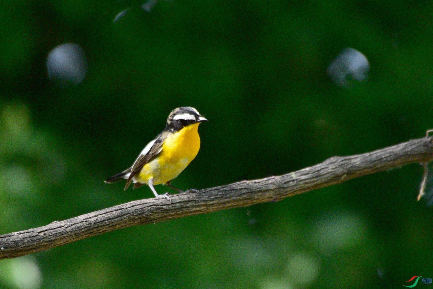 DSC_6529.JPG