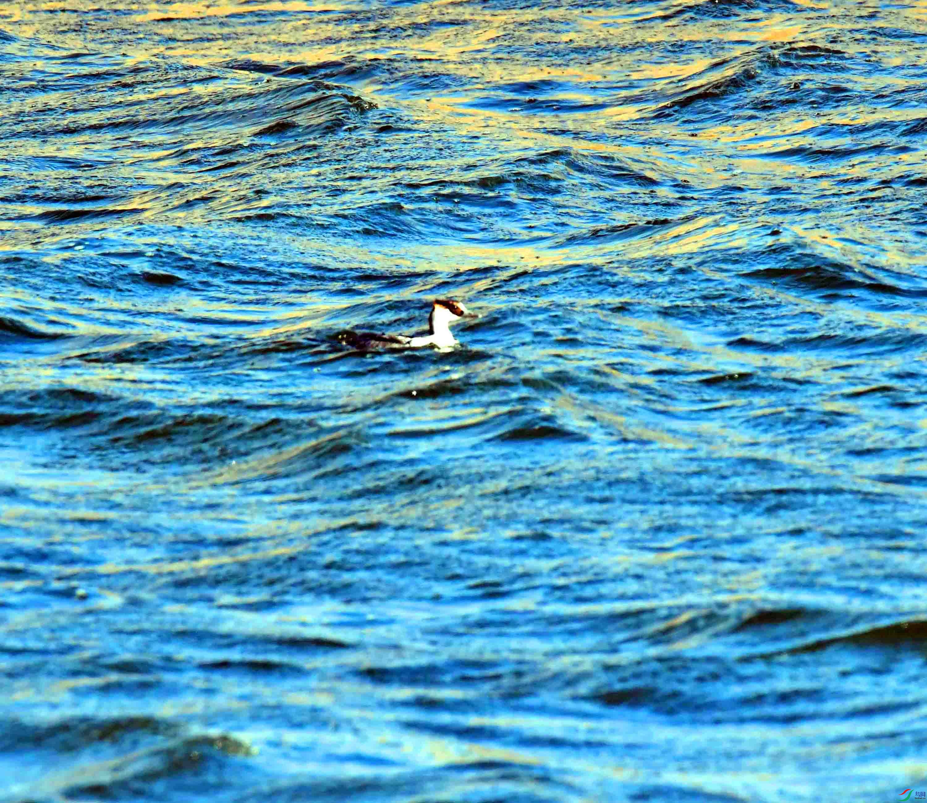 DSC_8950.JPG