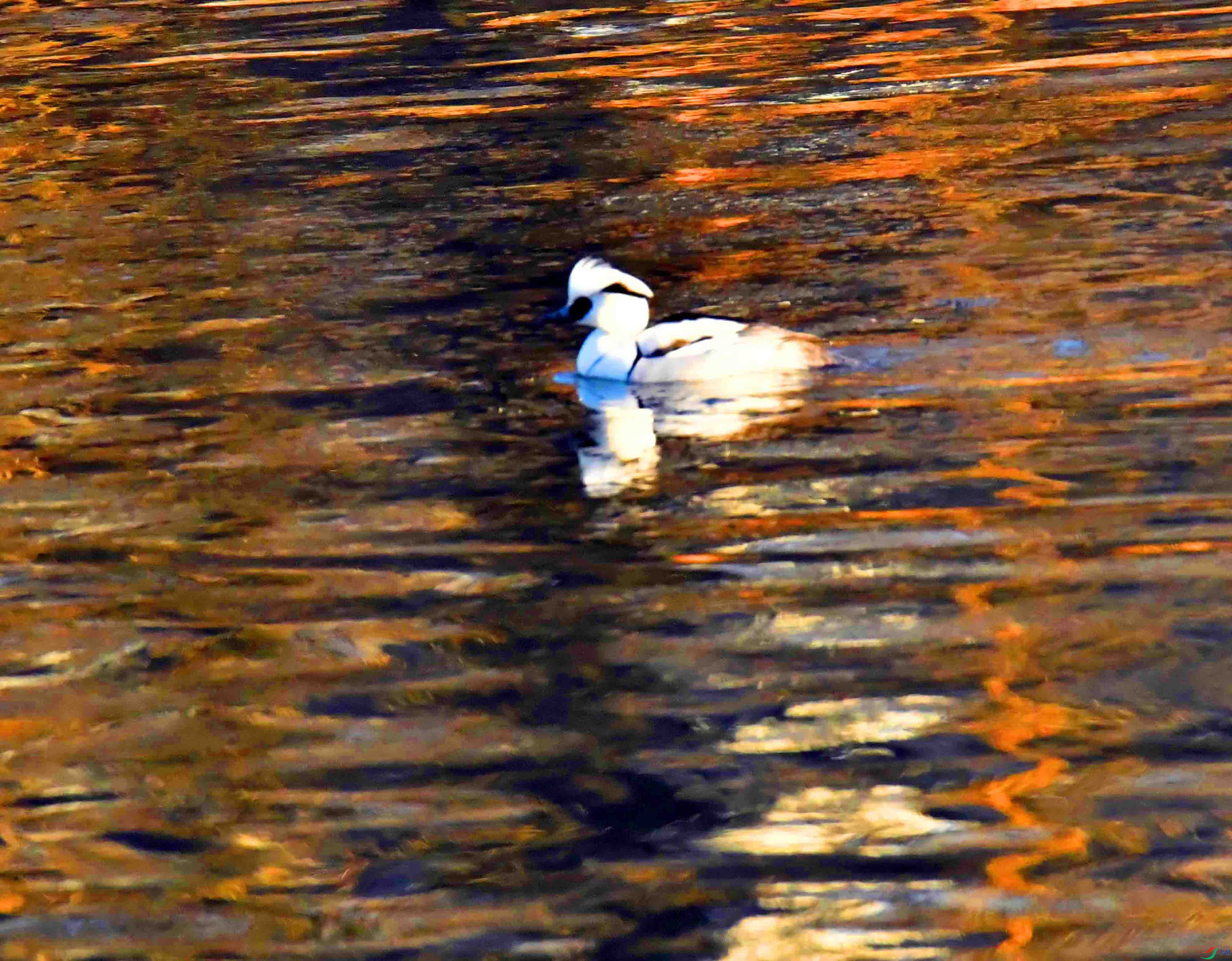 DSC_9011.JPG
