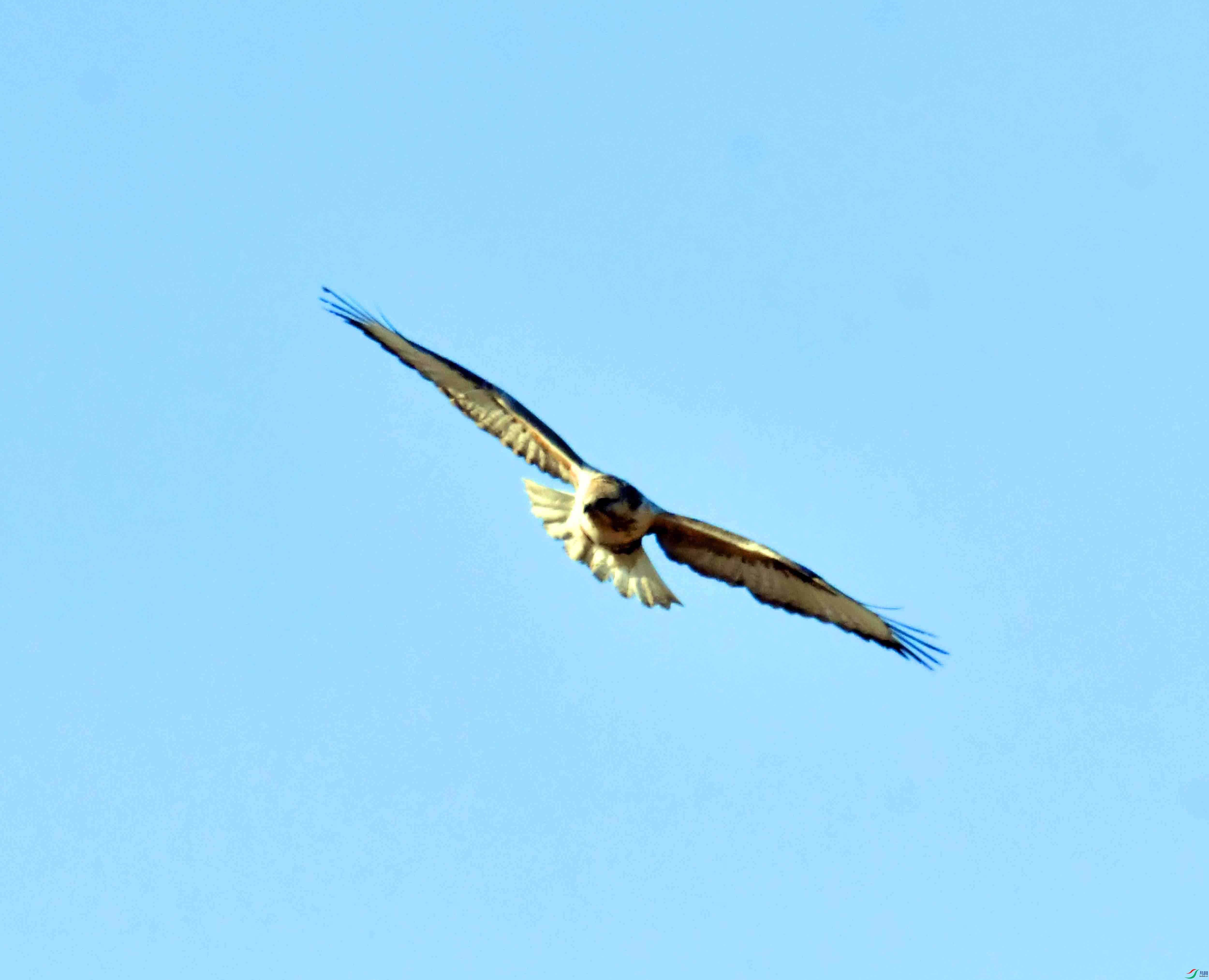 DSC_9528.JPG