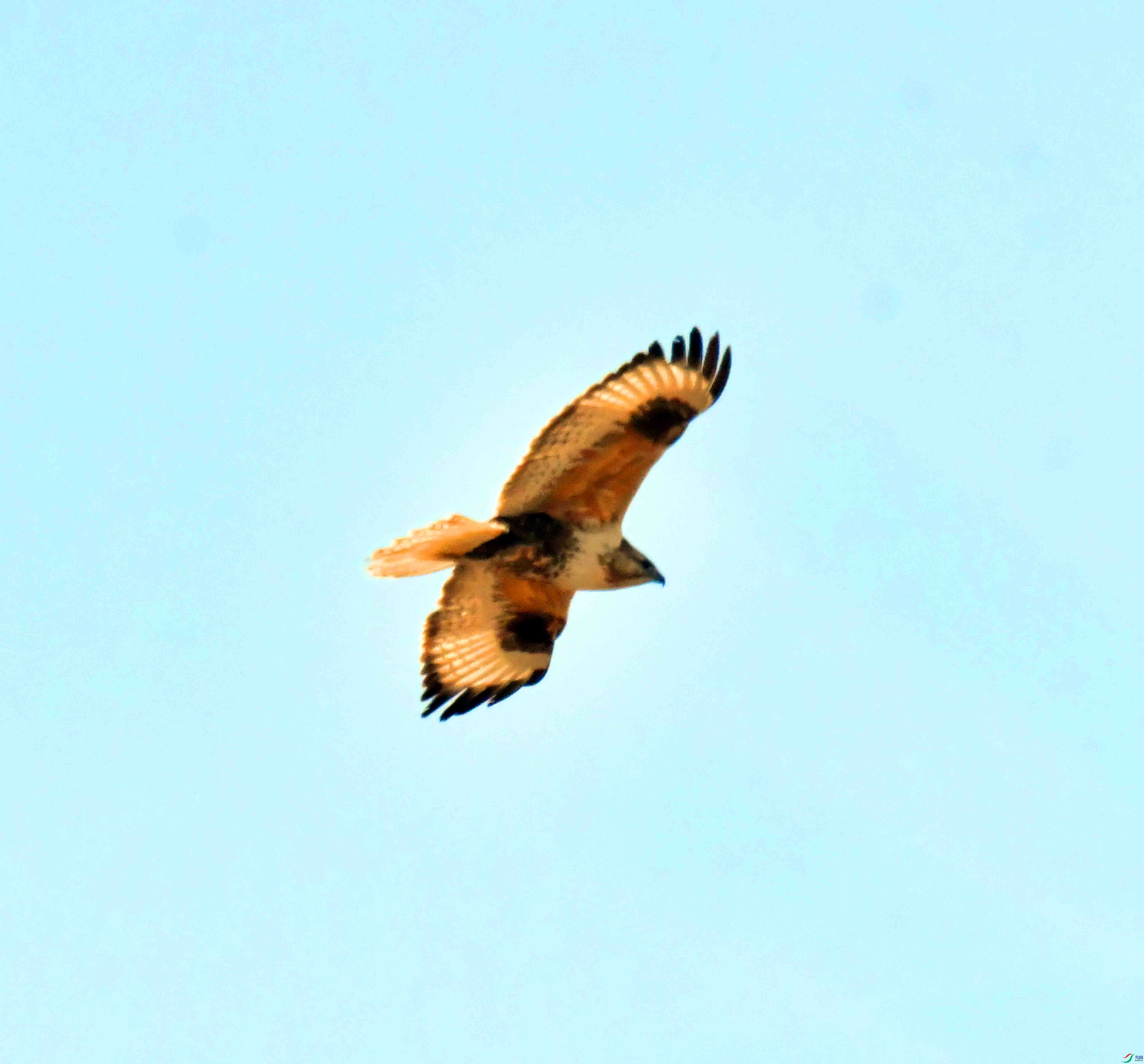 DSC_9554.JPG