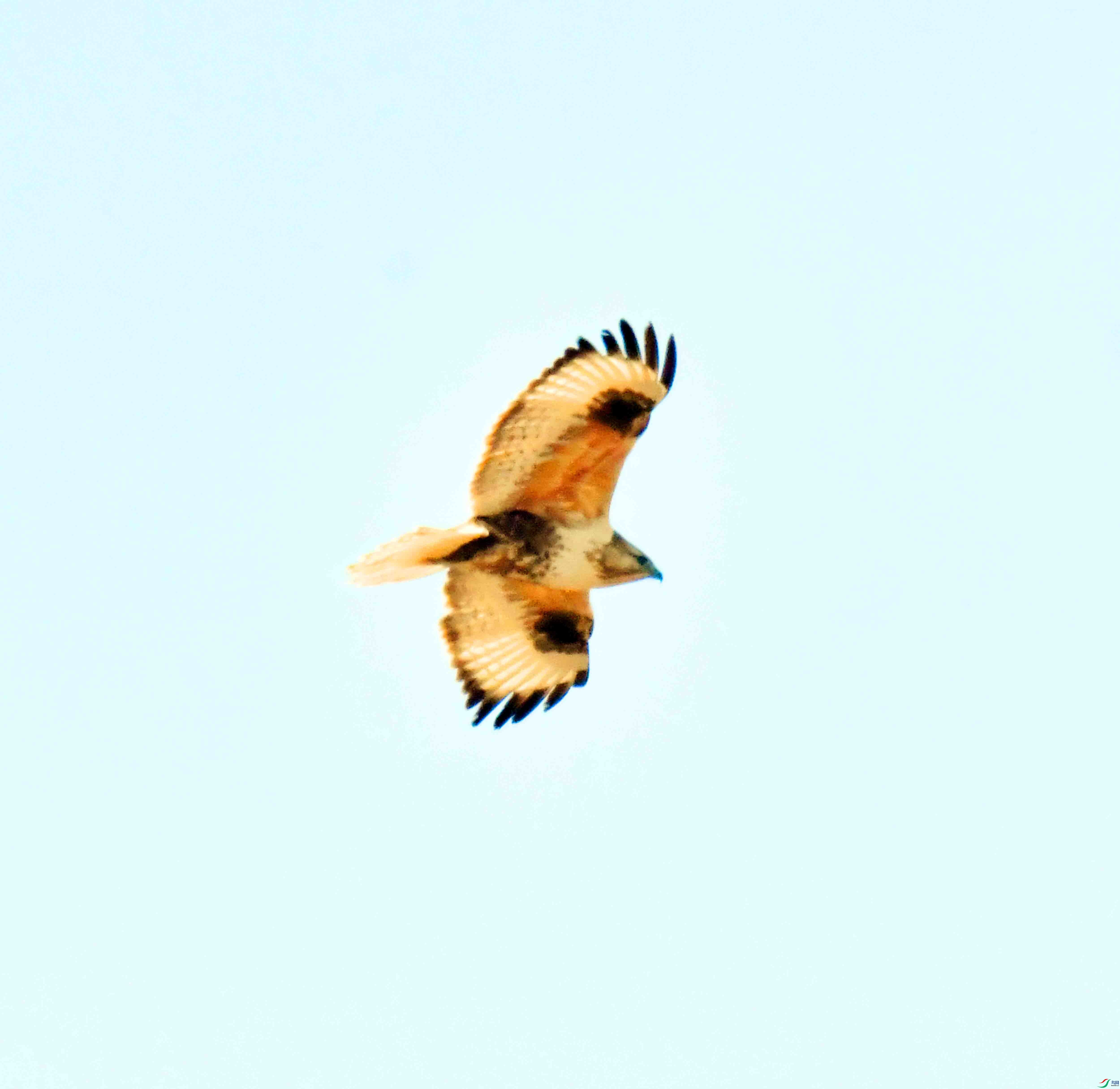 DSC_9553.JPG