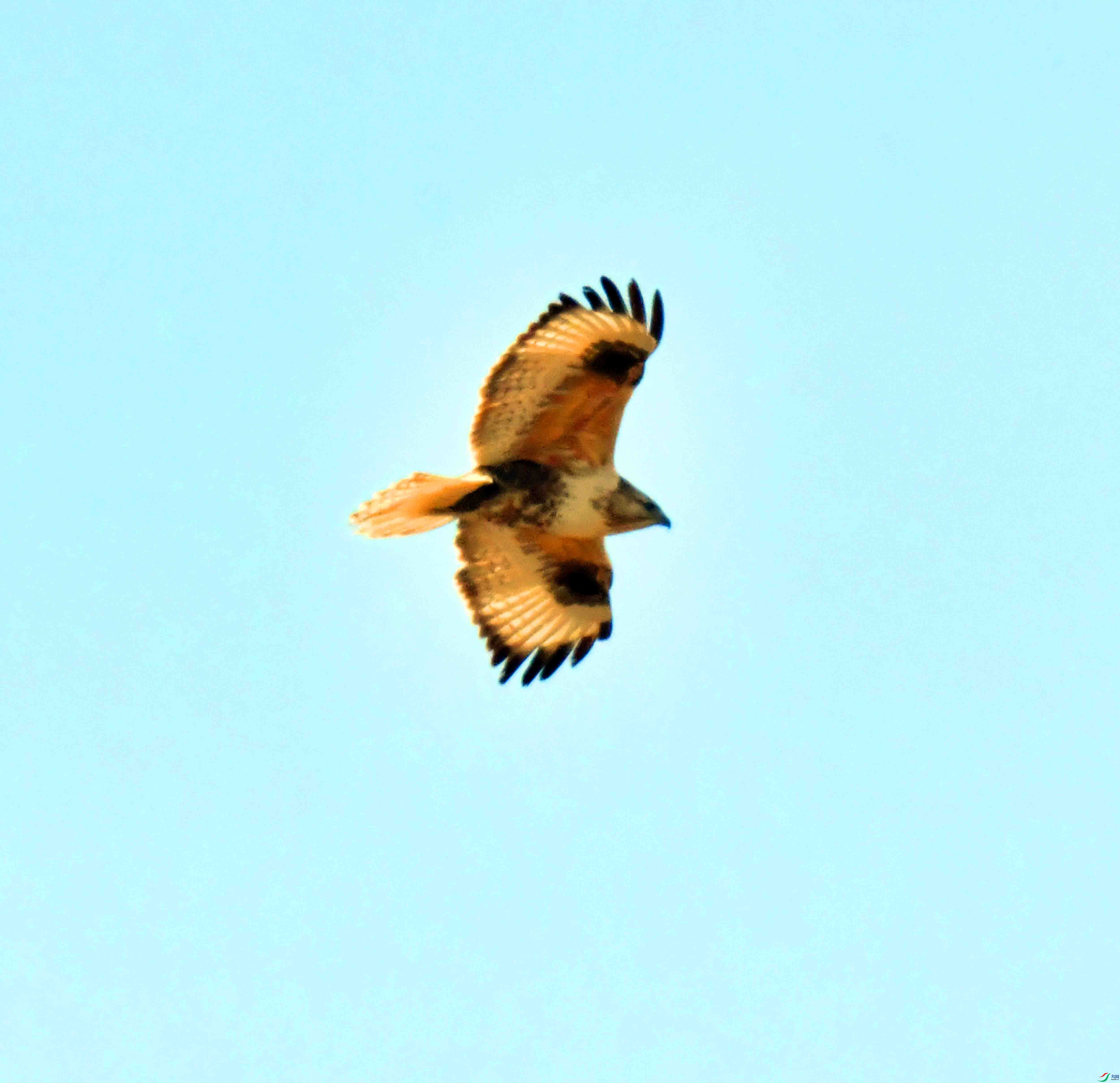 DSC_9552.JPG