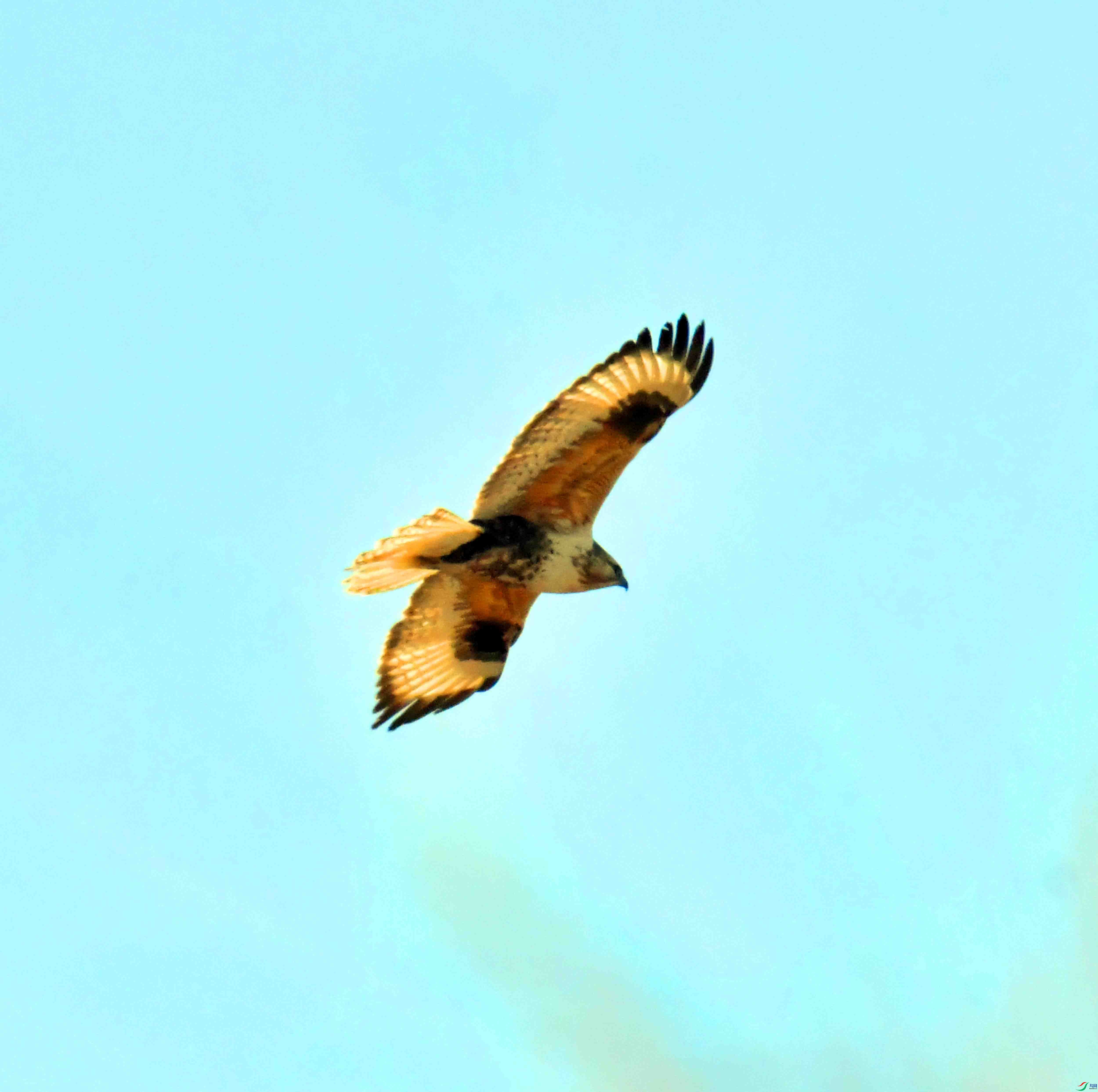 DSC_9556.JPG