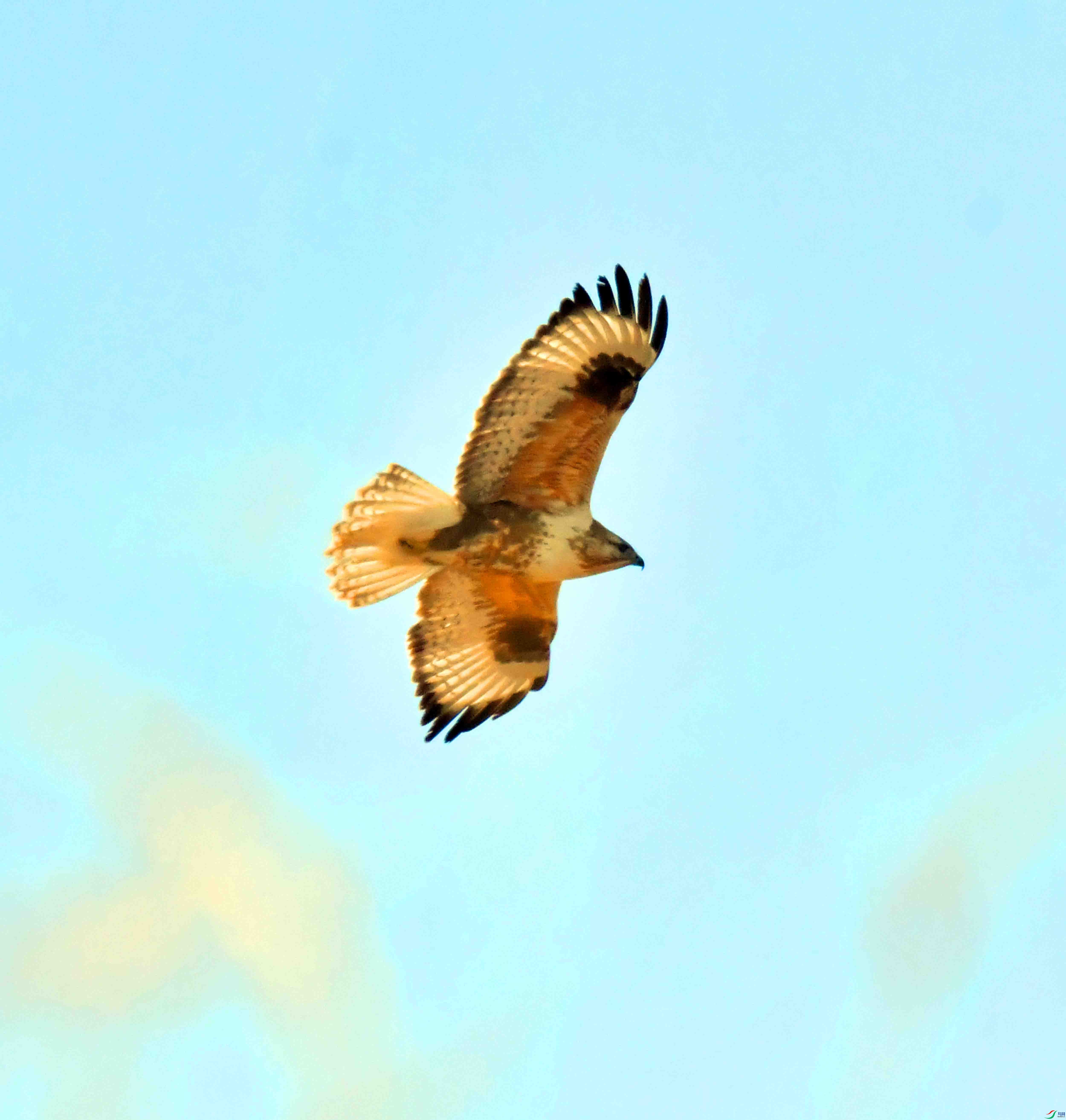 DSC_9561.JPG