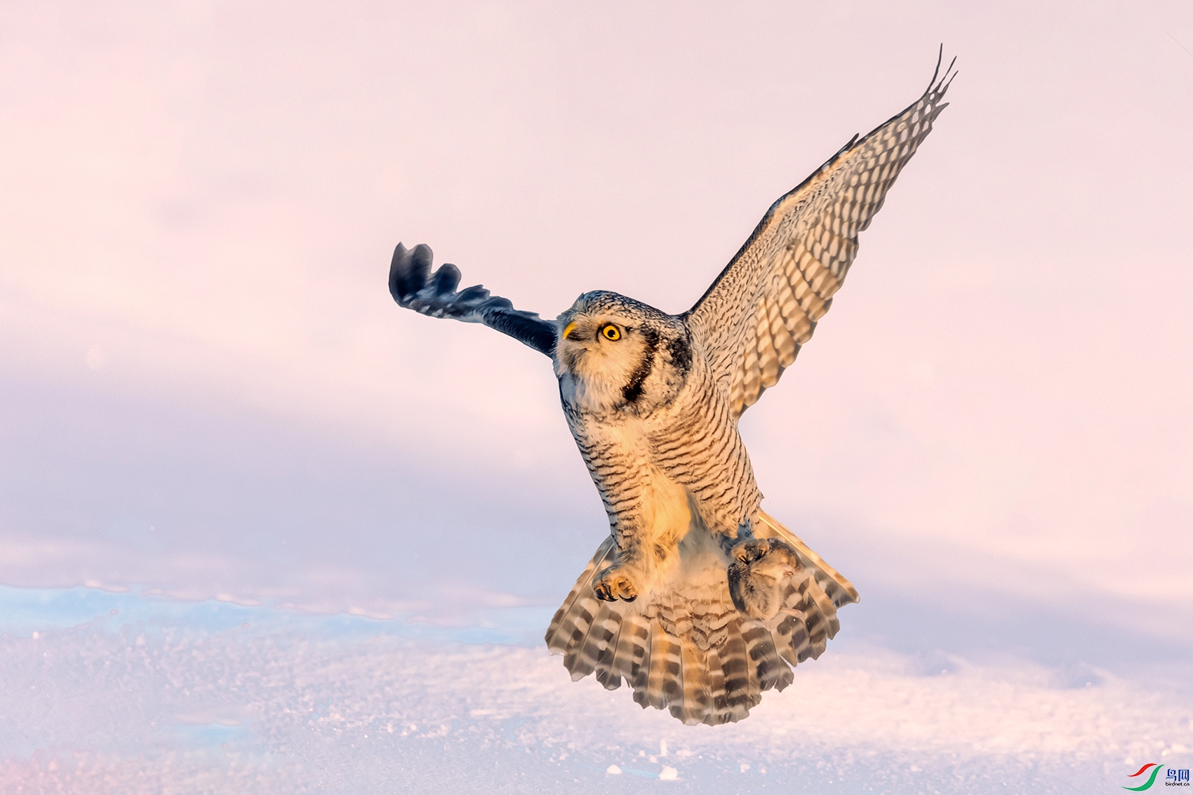 ���^----ն����־������