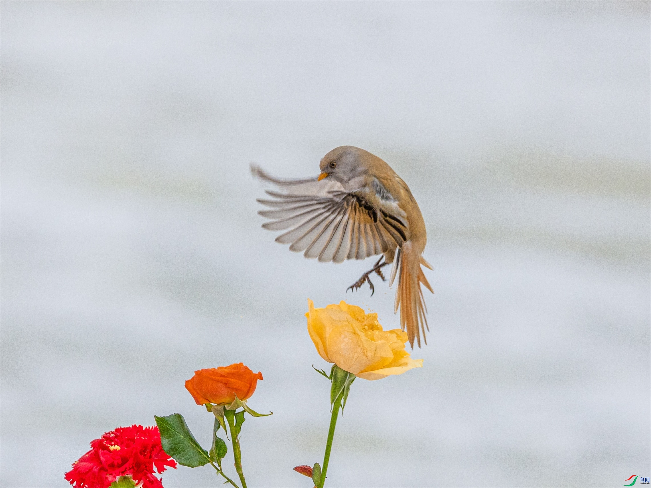 1K3A0343 ����1.jpg