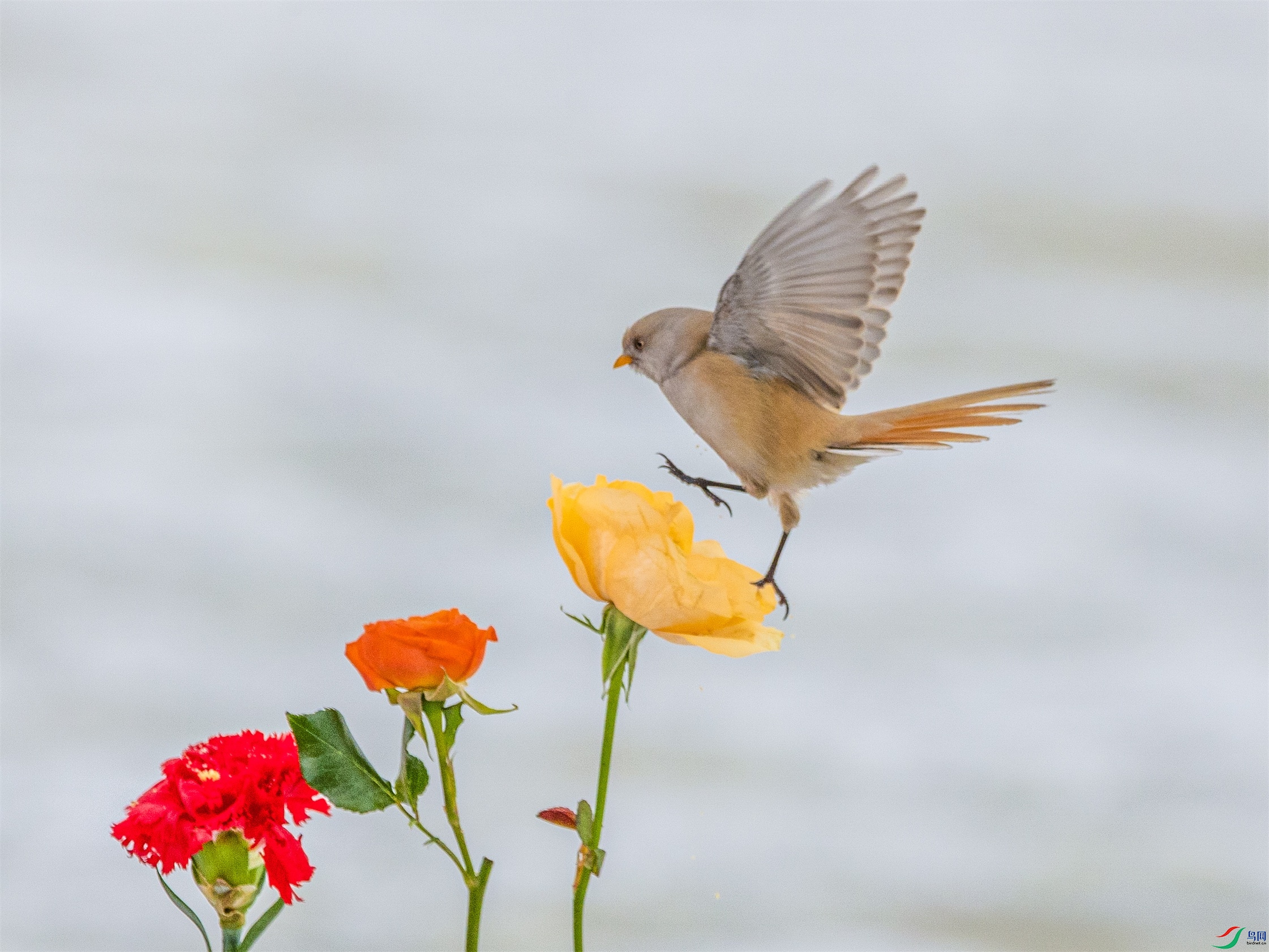 1K3A0341 ����1.jpg