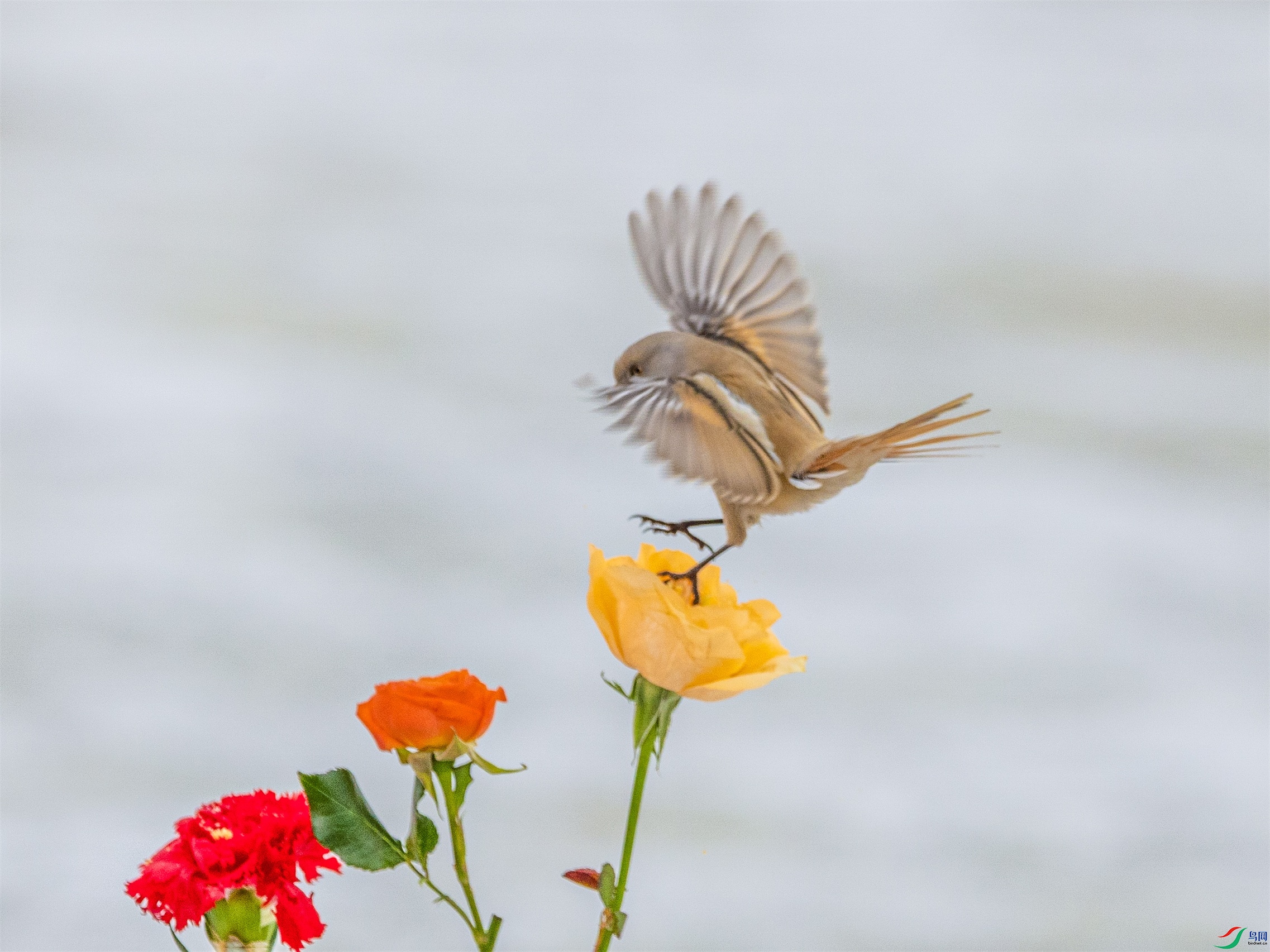 1K3A0342 ����1.jpg