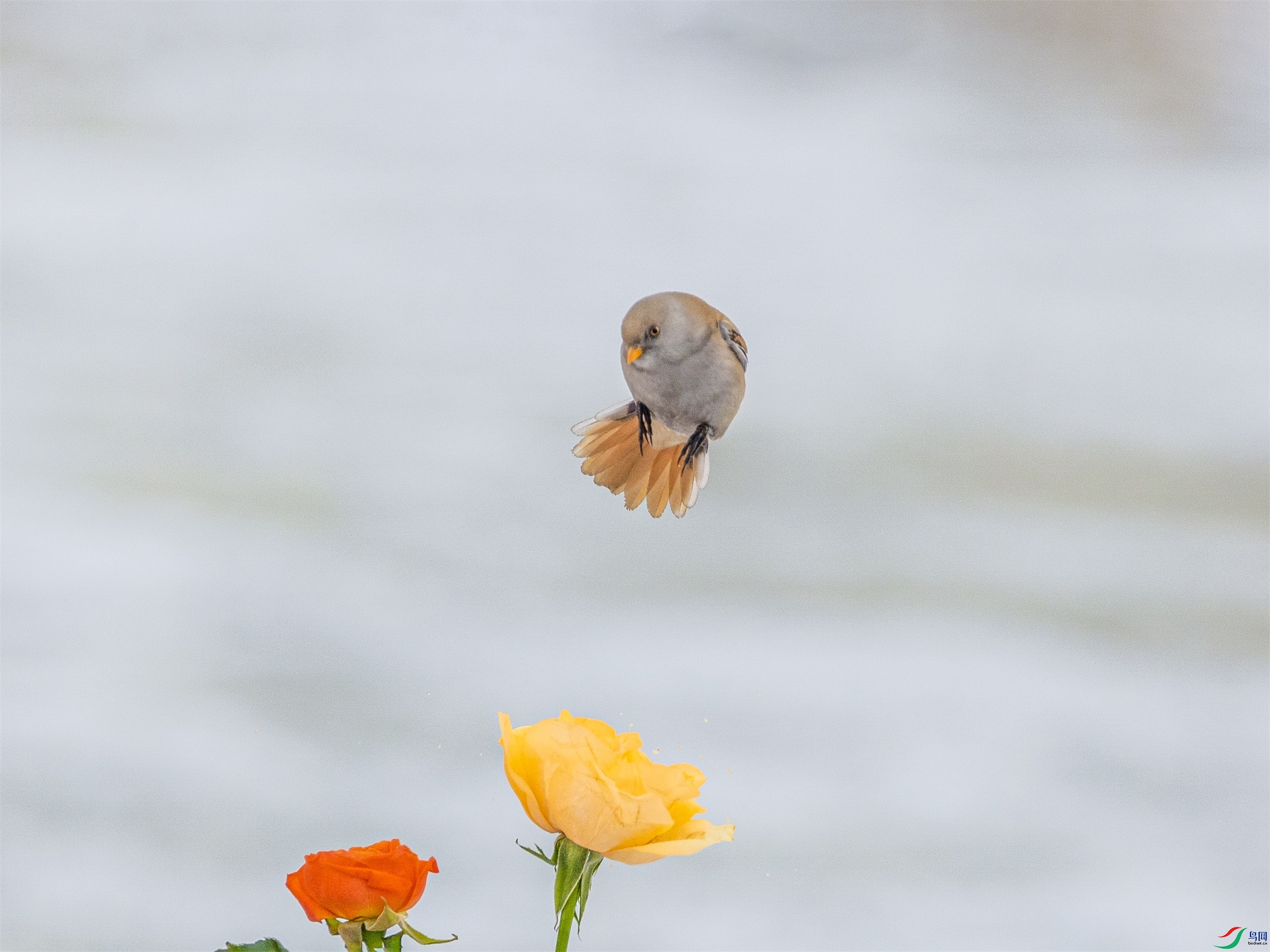 1K3A0345 ����1.jpg