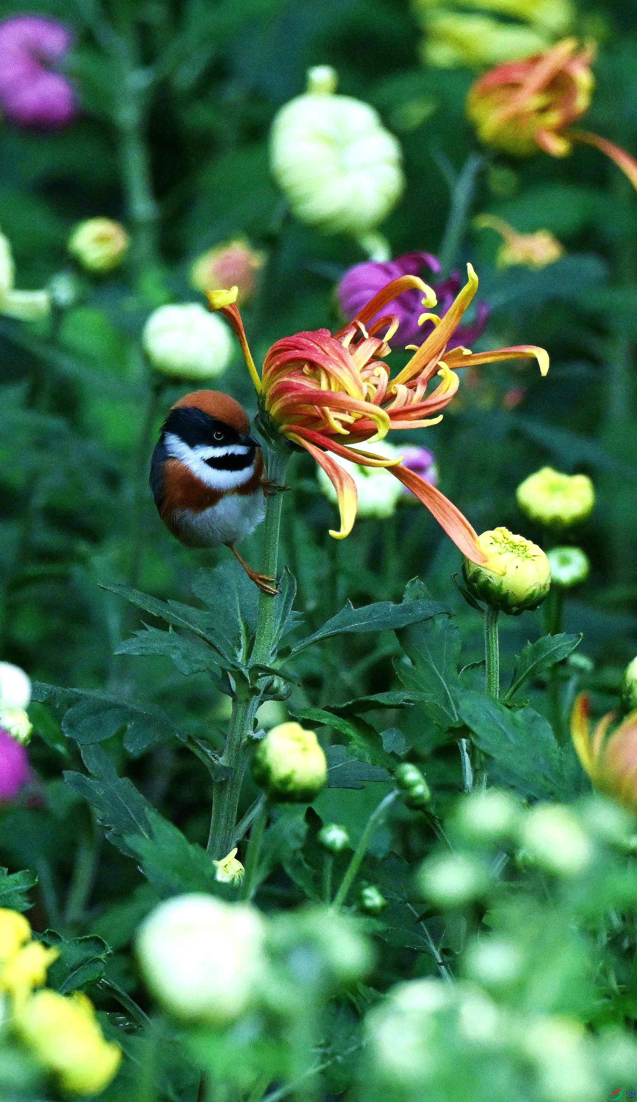 DSC_3475.jpg