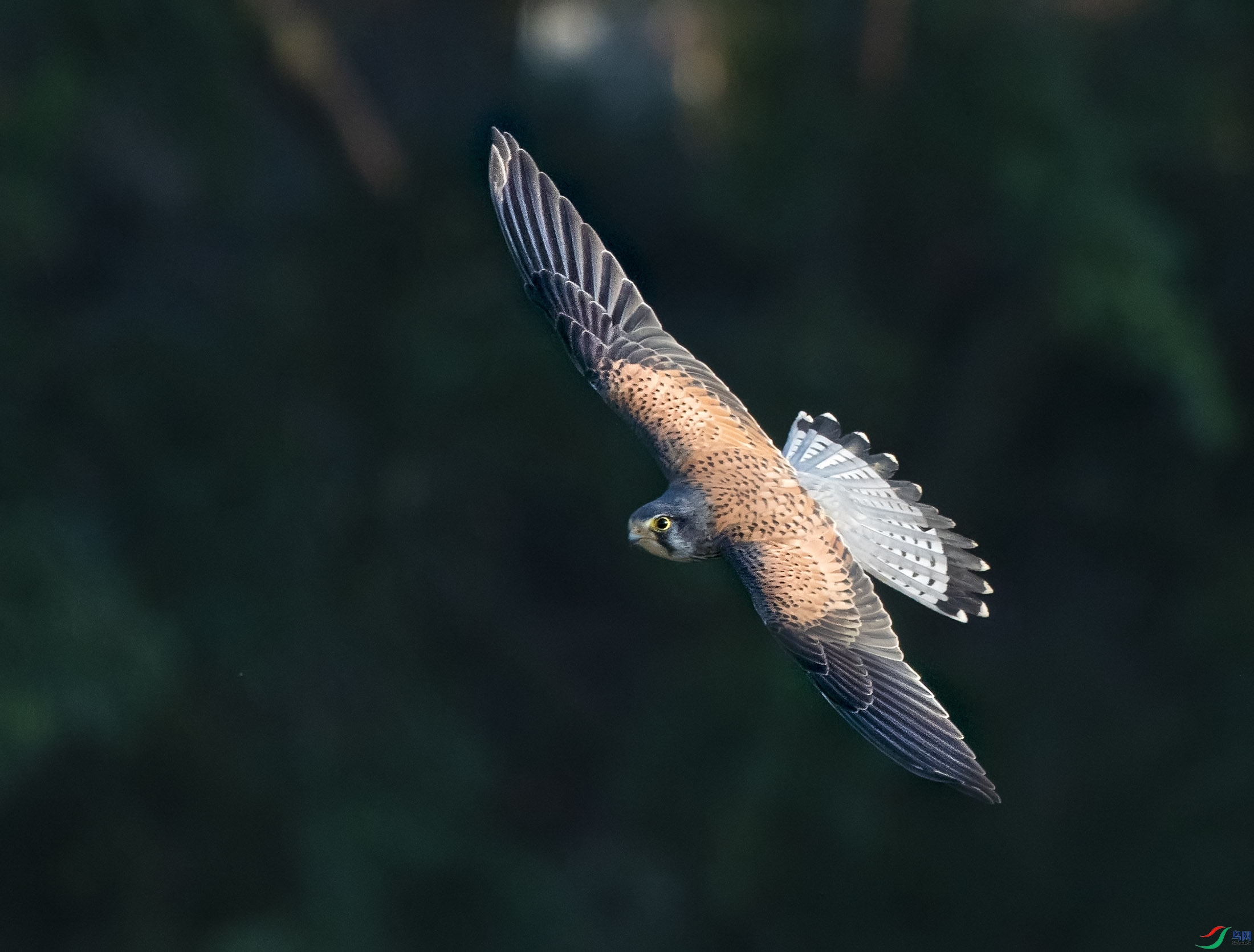 _Y210643.jpg