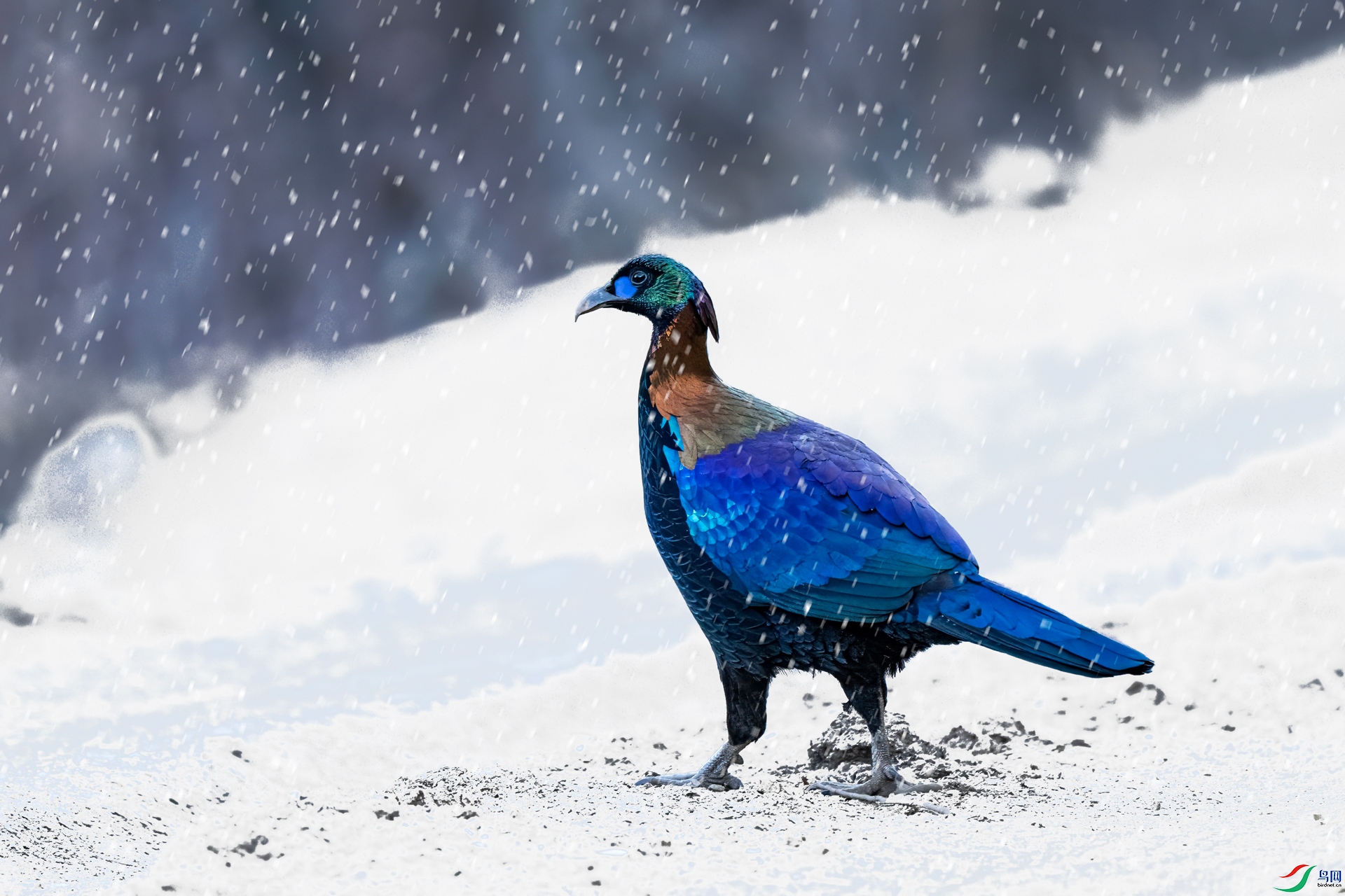 DSC_4730-denoise.jpg