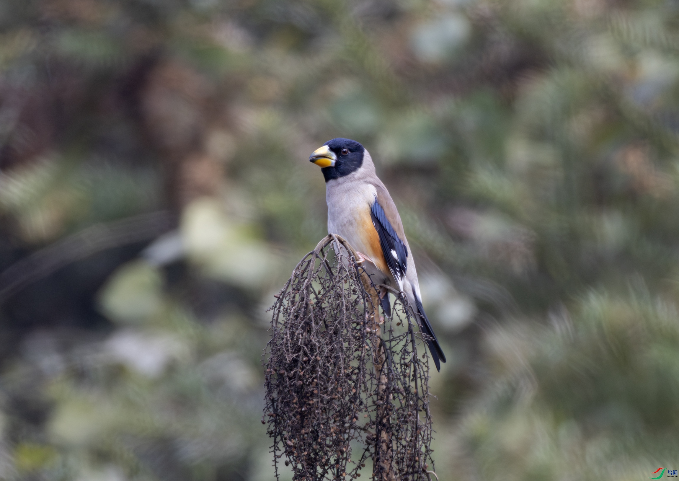 2I1A8510-����ǿ-NR ����.jpg