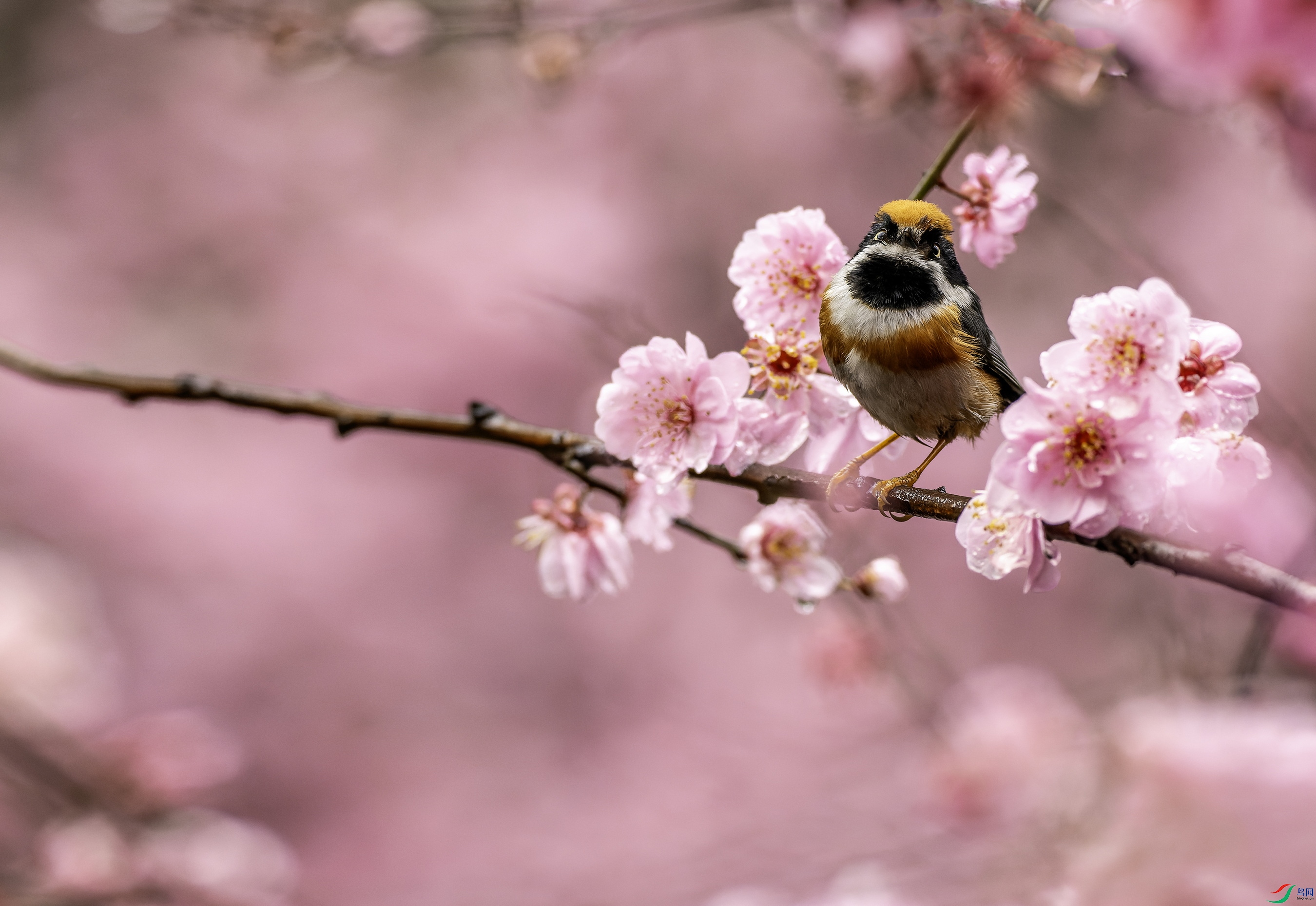 ��ͷ��βɽȸ (1)-1.jpg