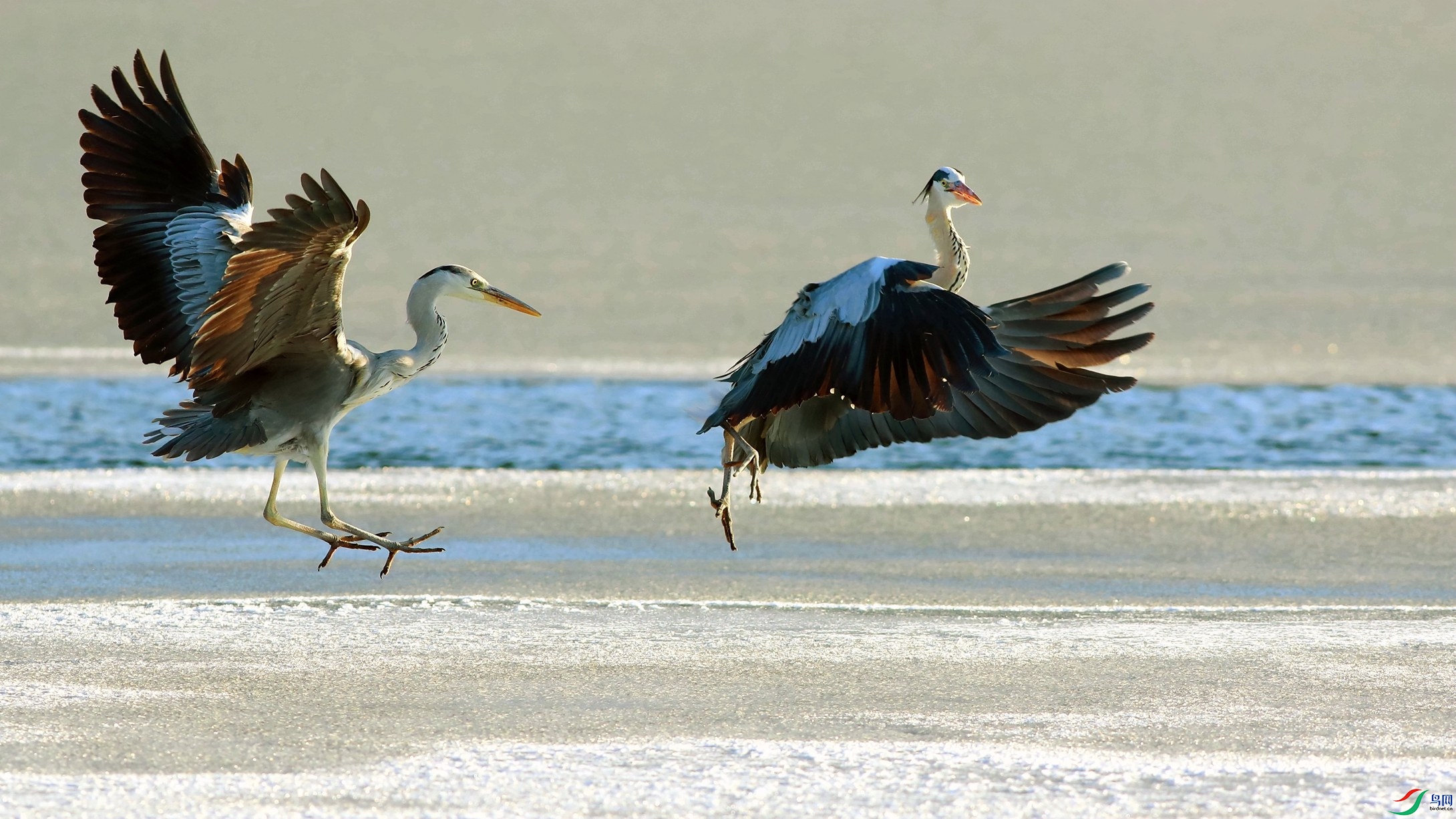 ˫����Ϸ׷��ͼ