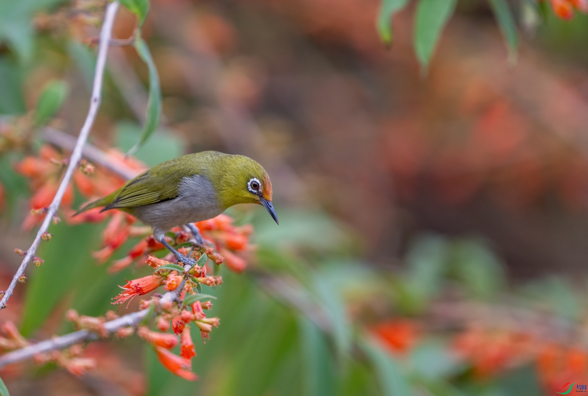 DSC_9242-1.jpg