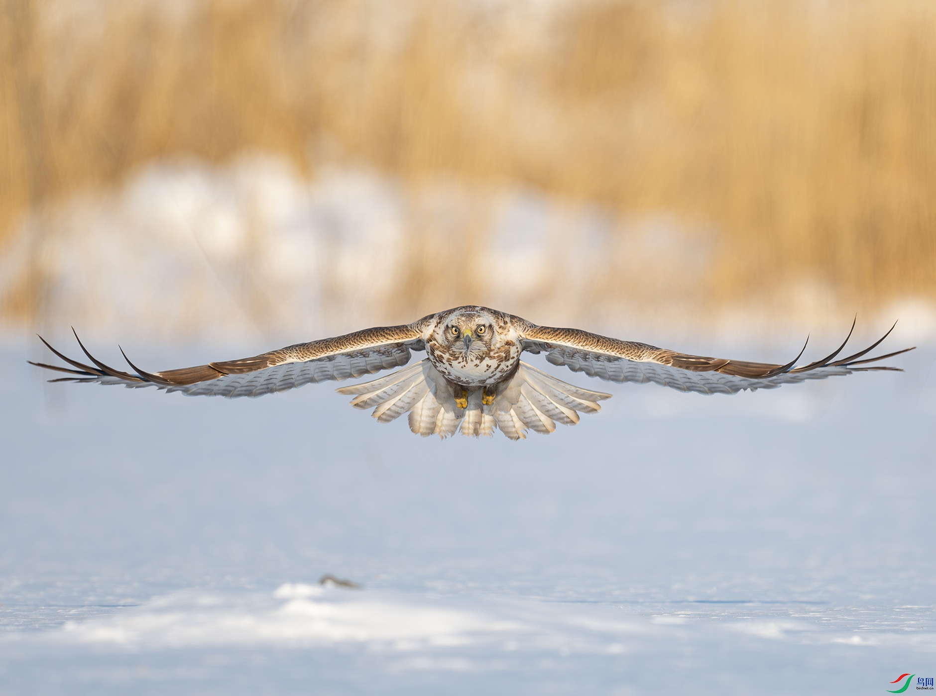 DSC_3404d2.jpg