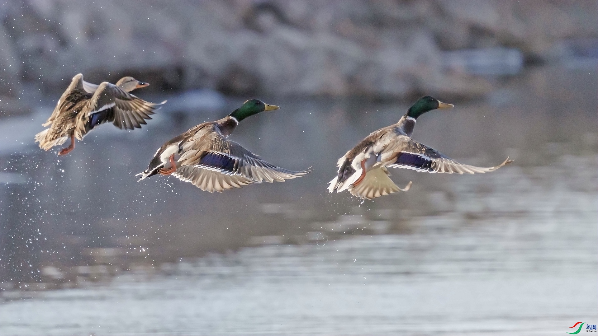 ��ͷѼ
