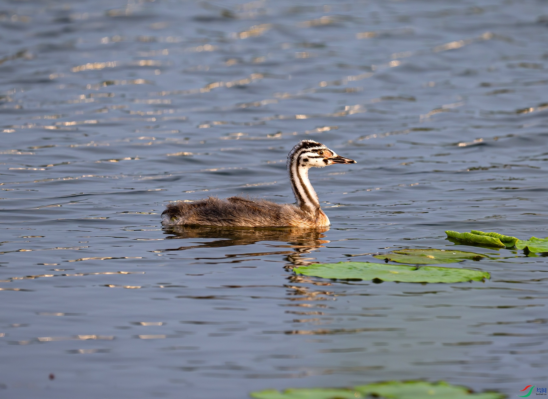 _DSC7403f.jpg