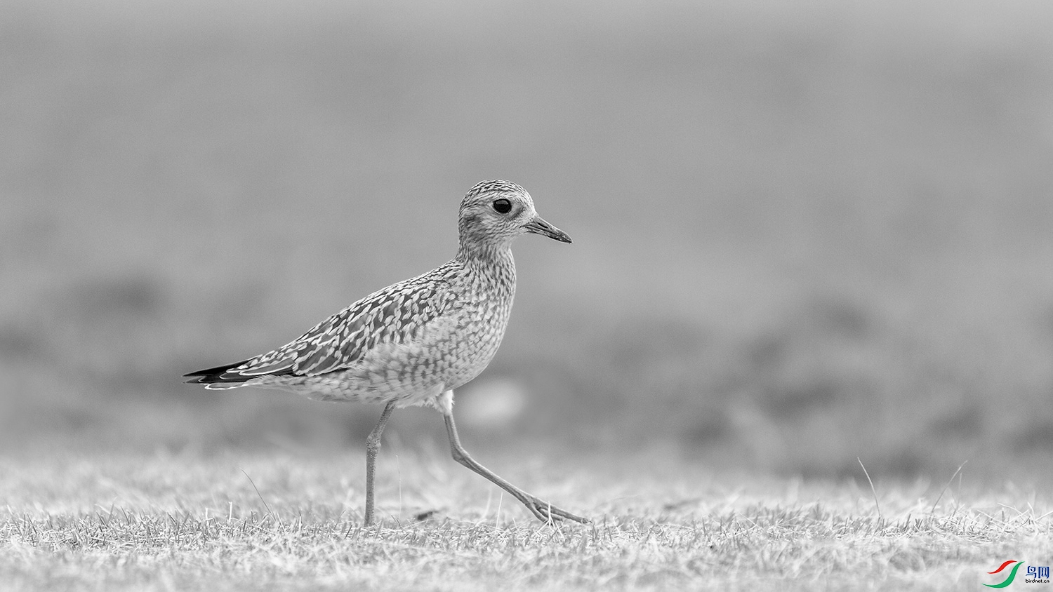 ����a_MG_0207-01 (5).jpg