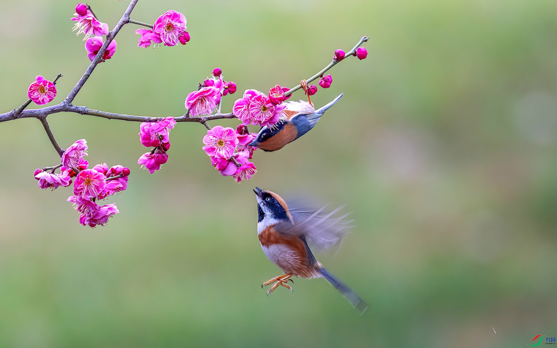 060A9683 ����-Sha----1 .jpg