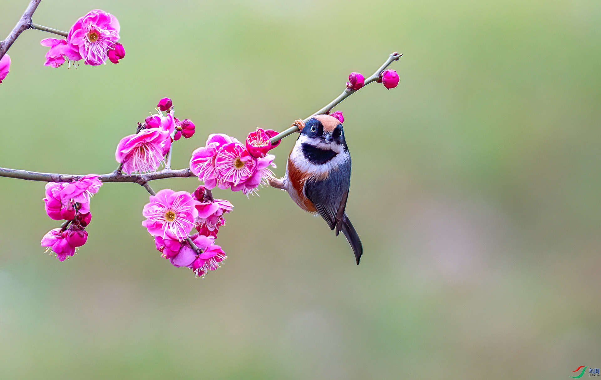 060A9575 ����-Sha---1 .jpg