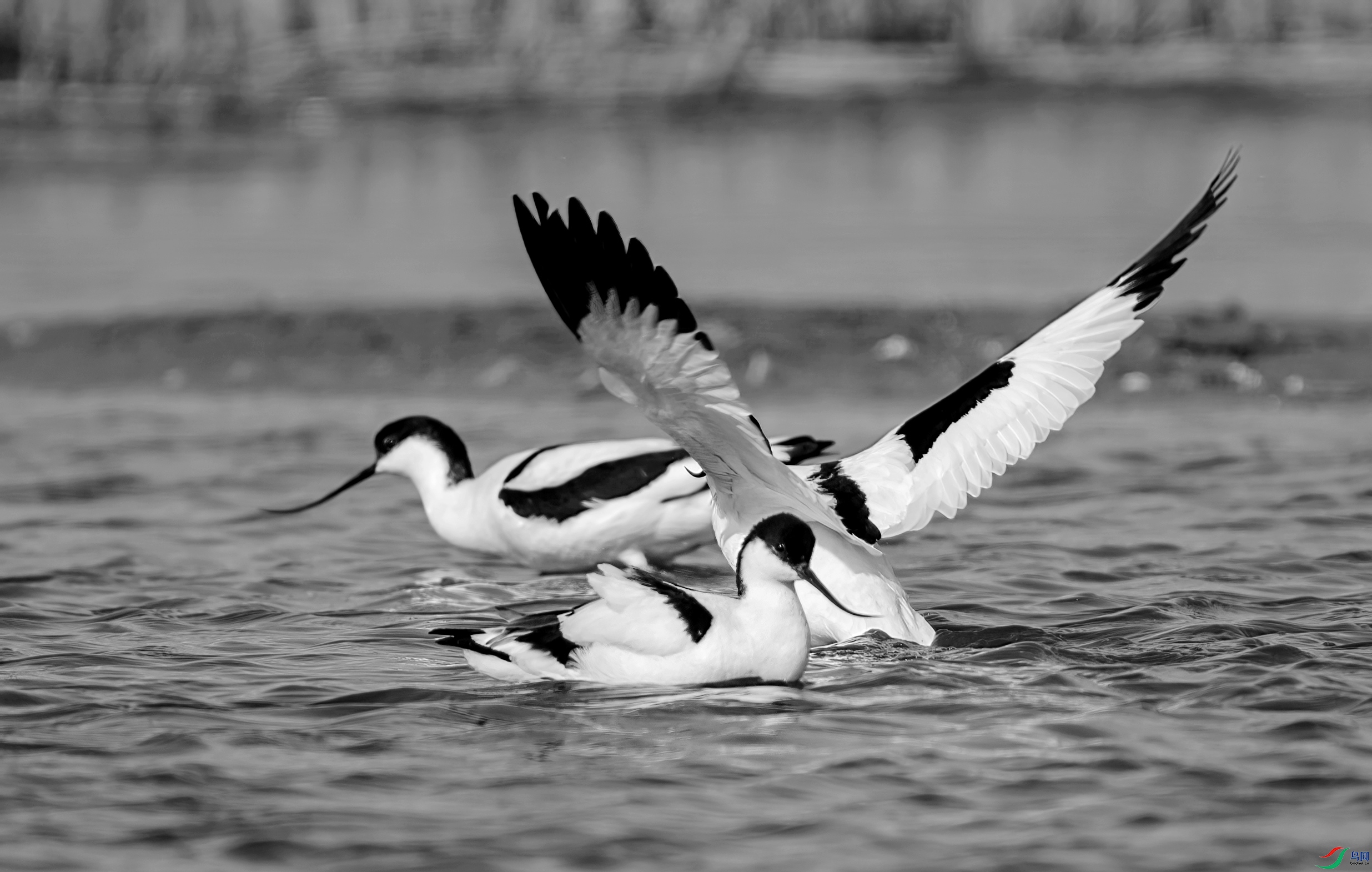 DSC00324 ����_����.jpg