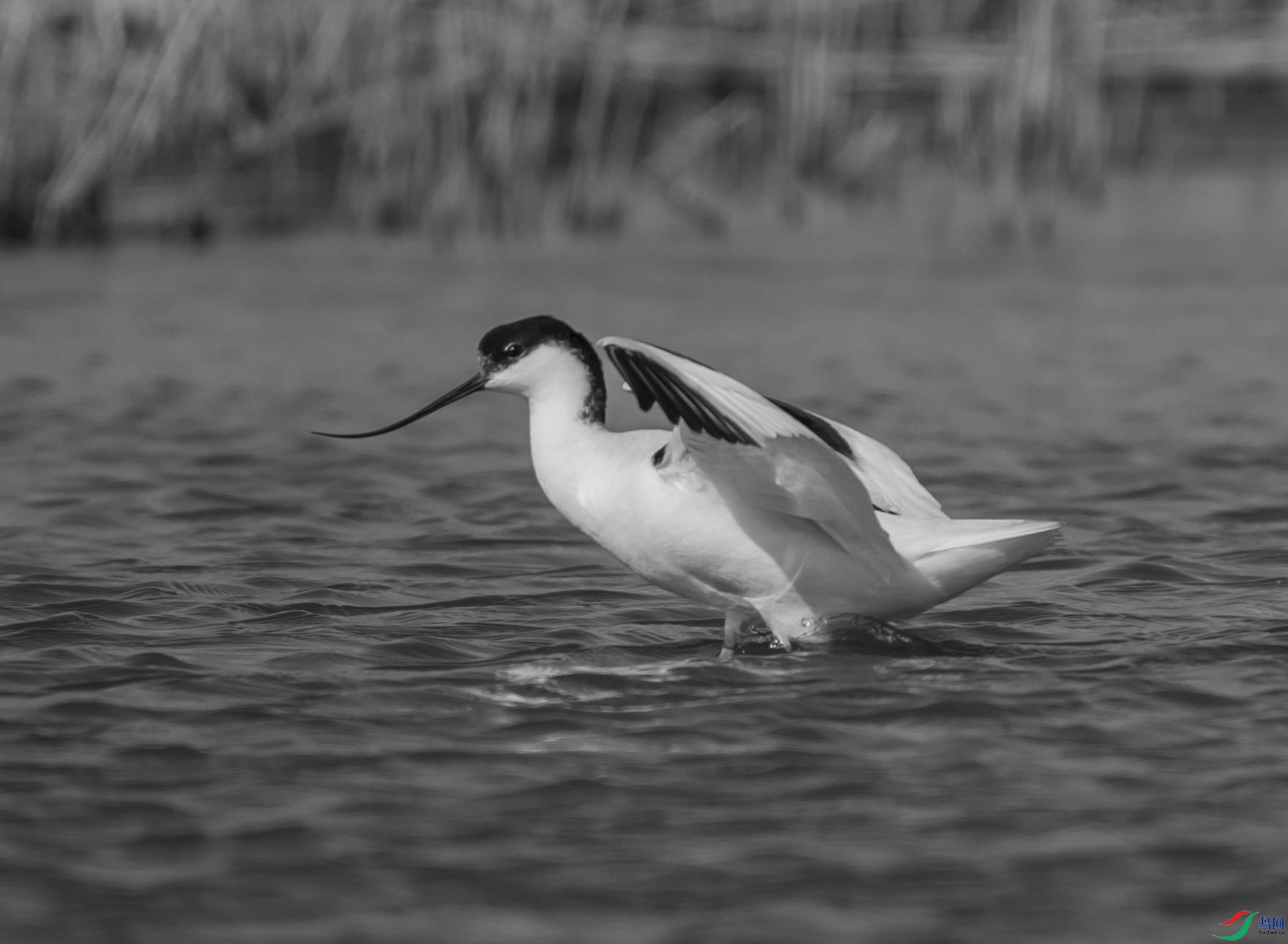 DSC00327 ����_����.jpg