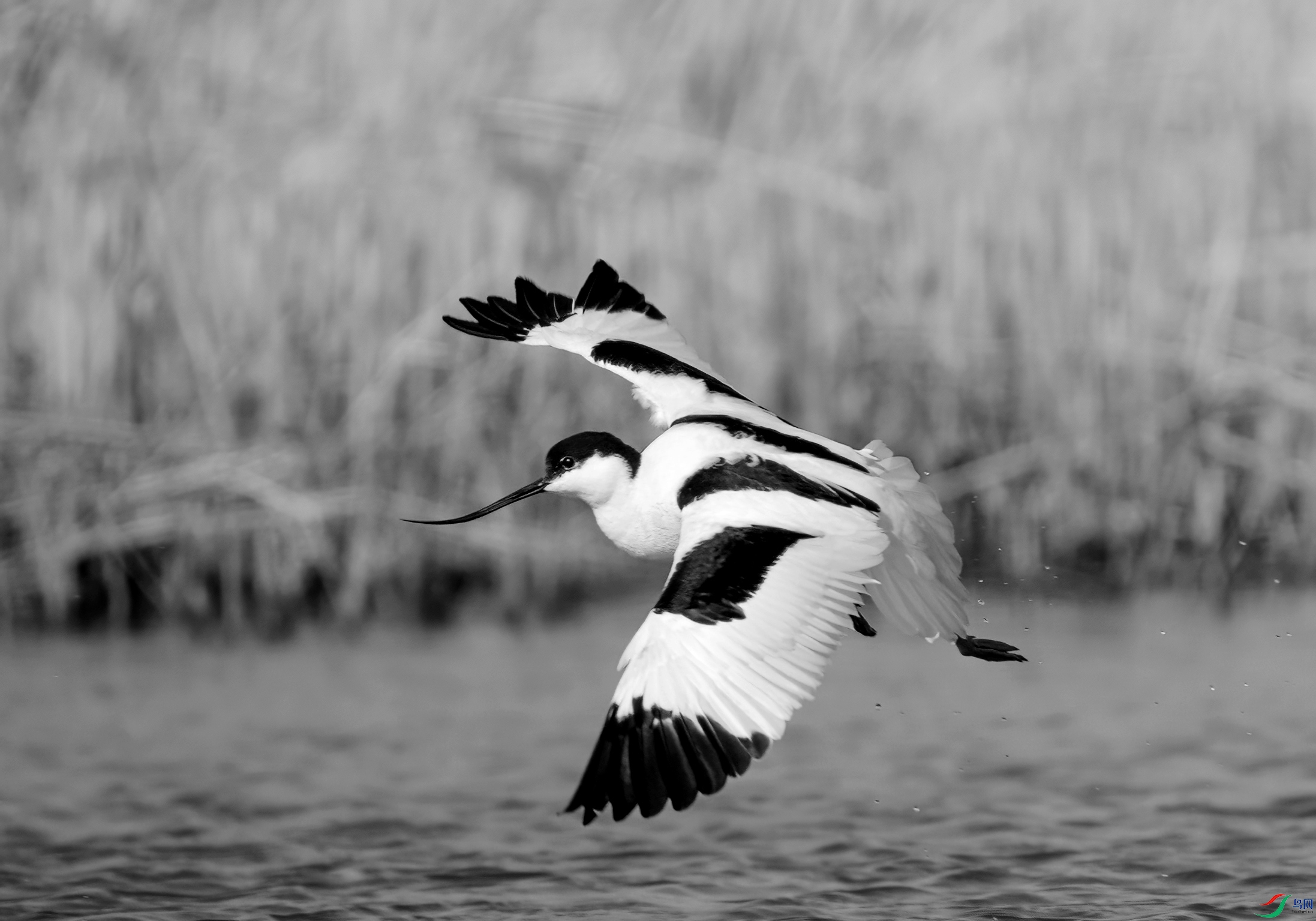 DSC00333 ����_����.jpg