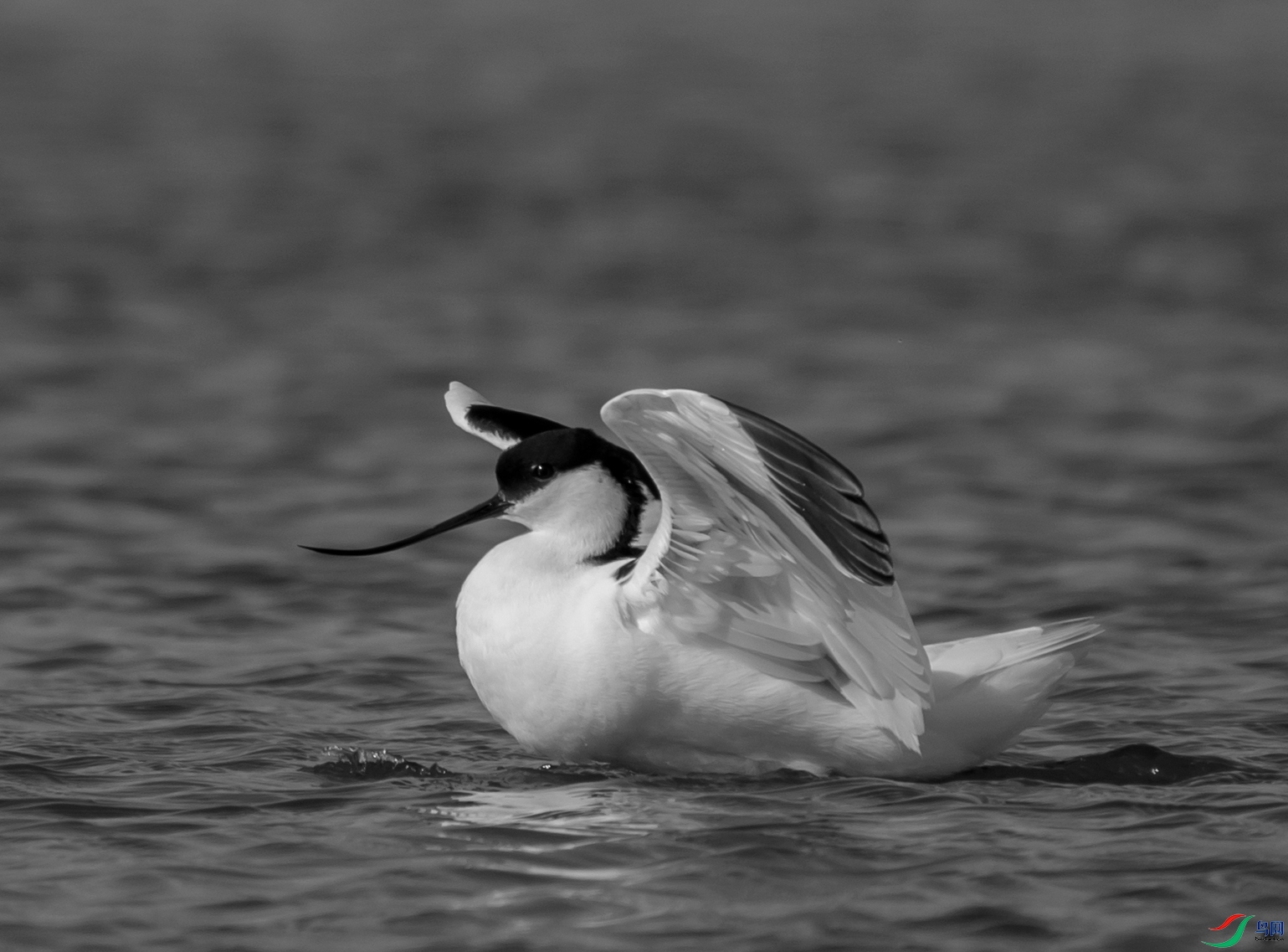 DSC00344 ����_����.jpg