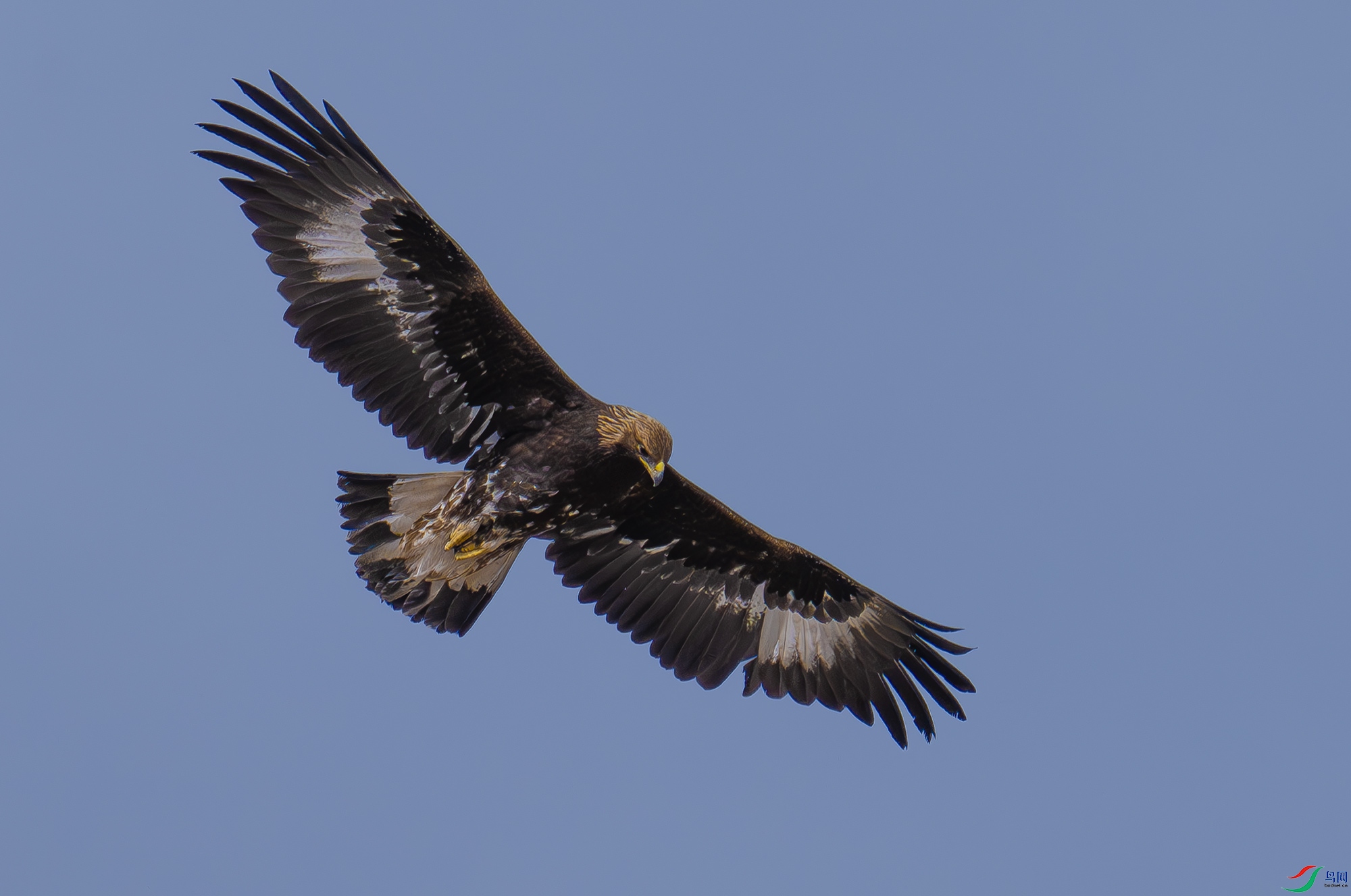Z52_8669.jpg