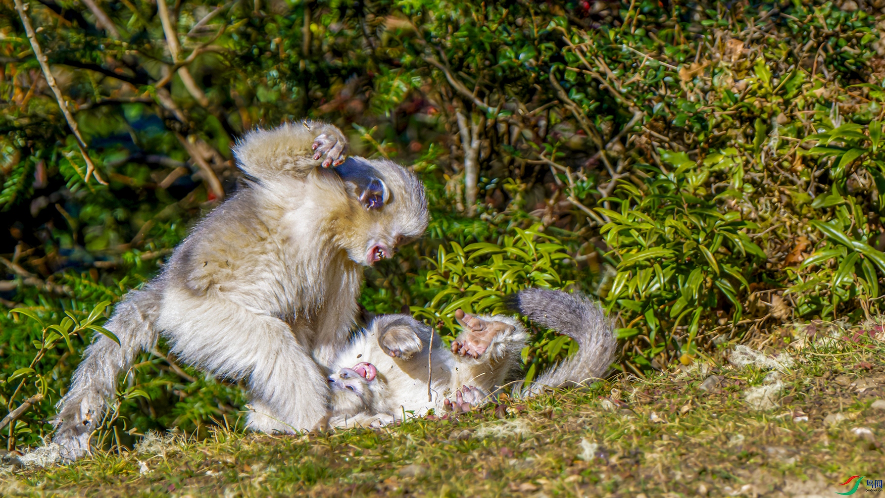 _DSC7847-NEF_DxO_DeepPRIME.jpg