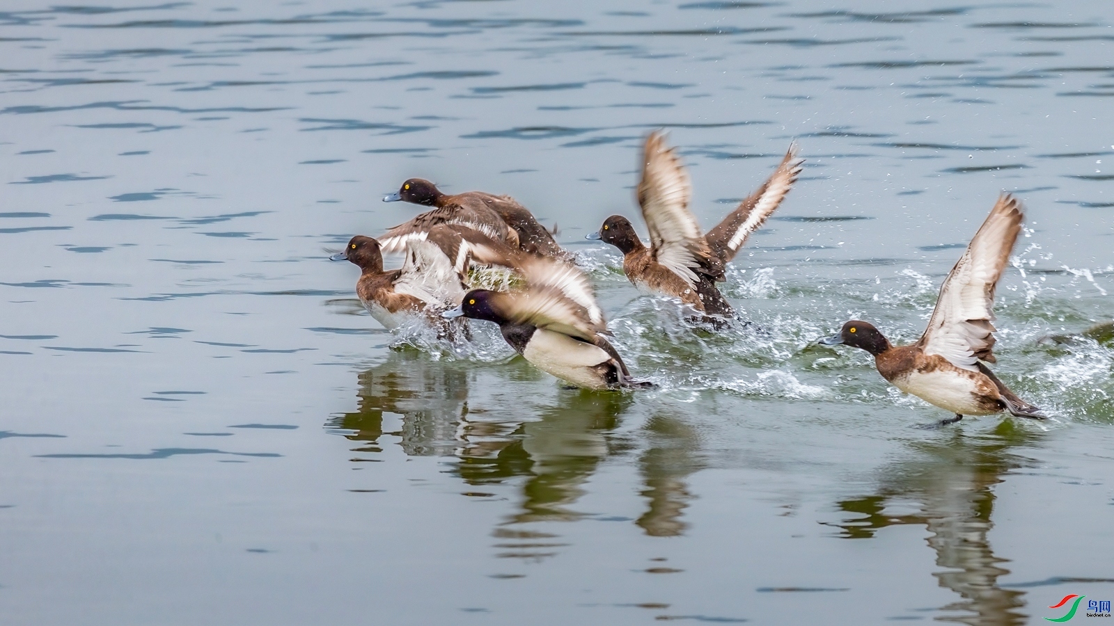 3.4�ƽ�Ҷ��ʦ��Ʒ   ��Ѽ ��ף���ٻ����Ѿ�����.jpg