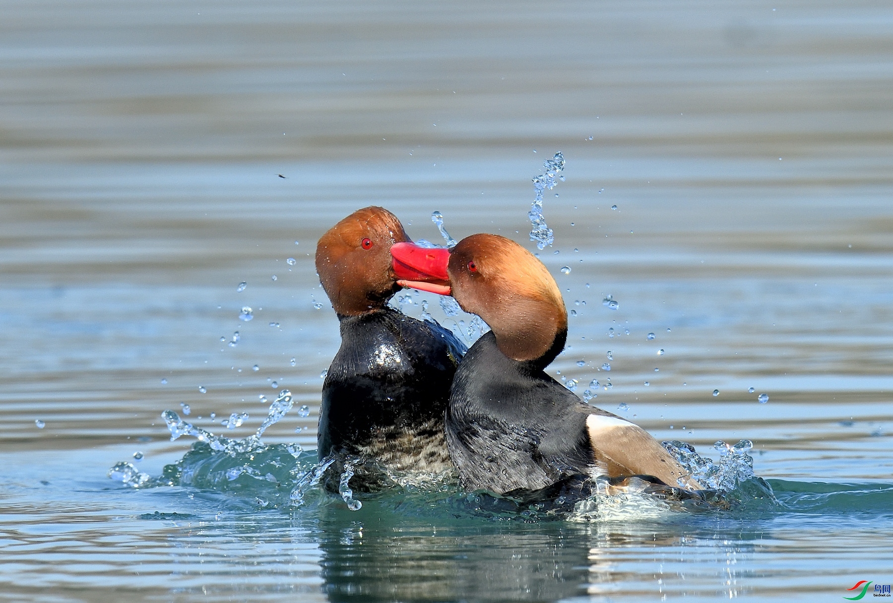 3.6�Ϻ���ʦ��Ʒ   ���� ��ף���ٻ�ÿ�ռ�����.jpg