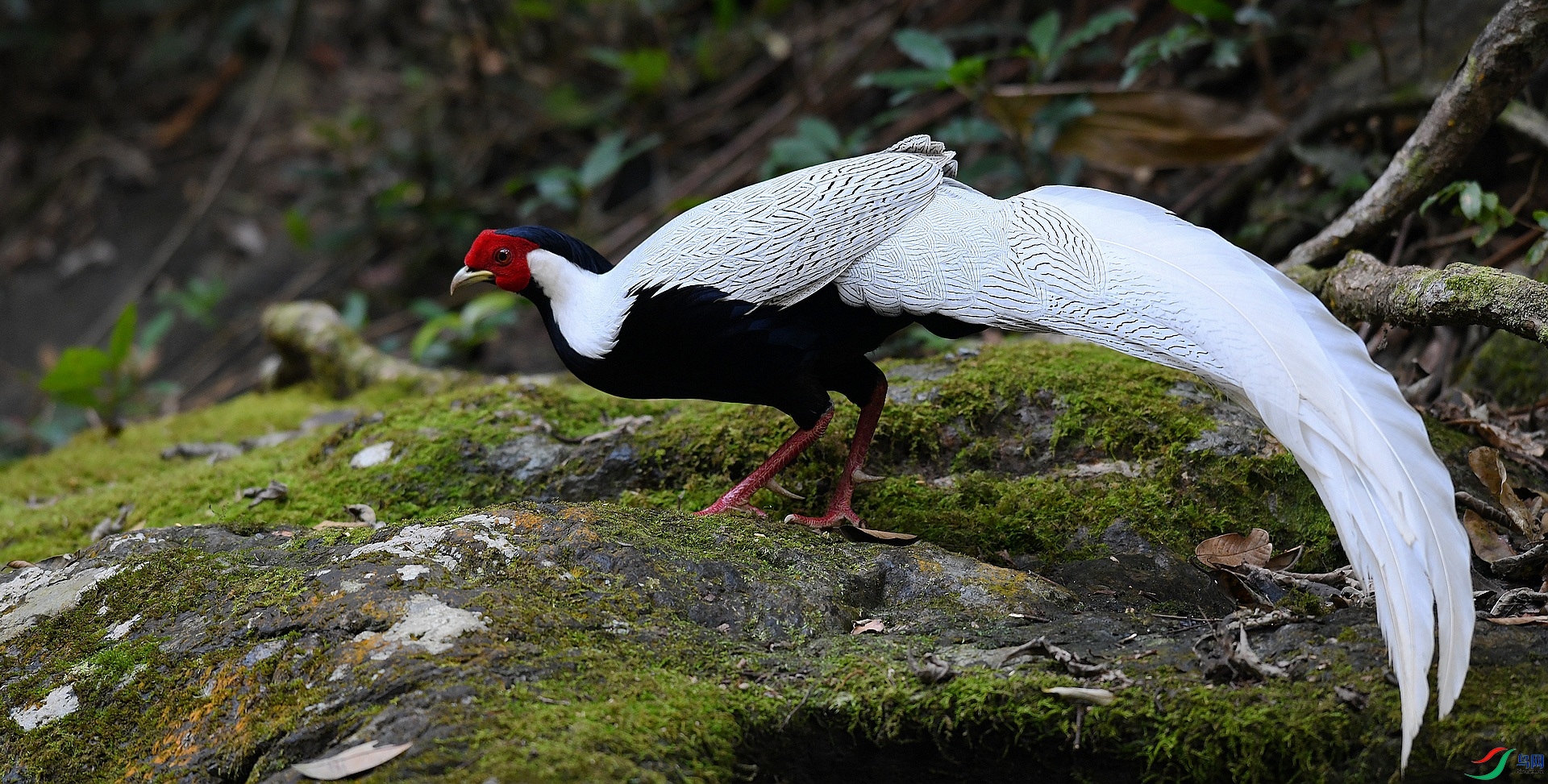 DSC_2632.jpg