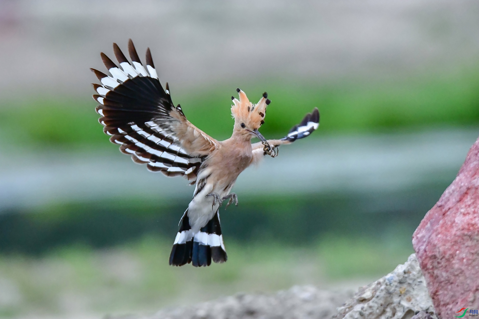 ���ض���