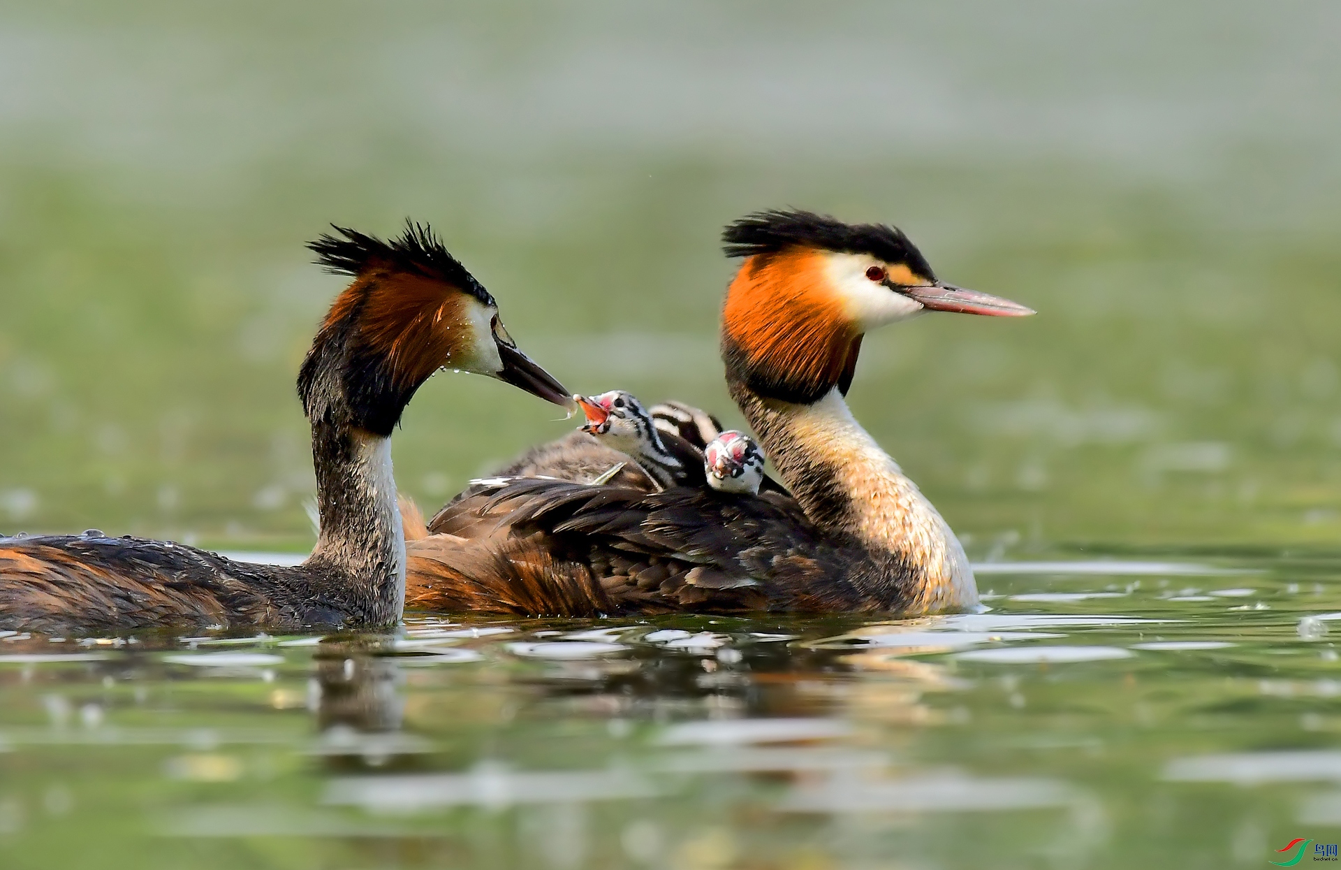 DSC_0811 ����..jpg