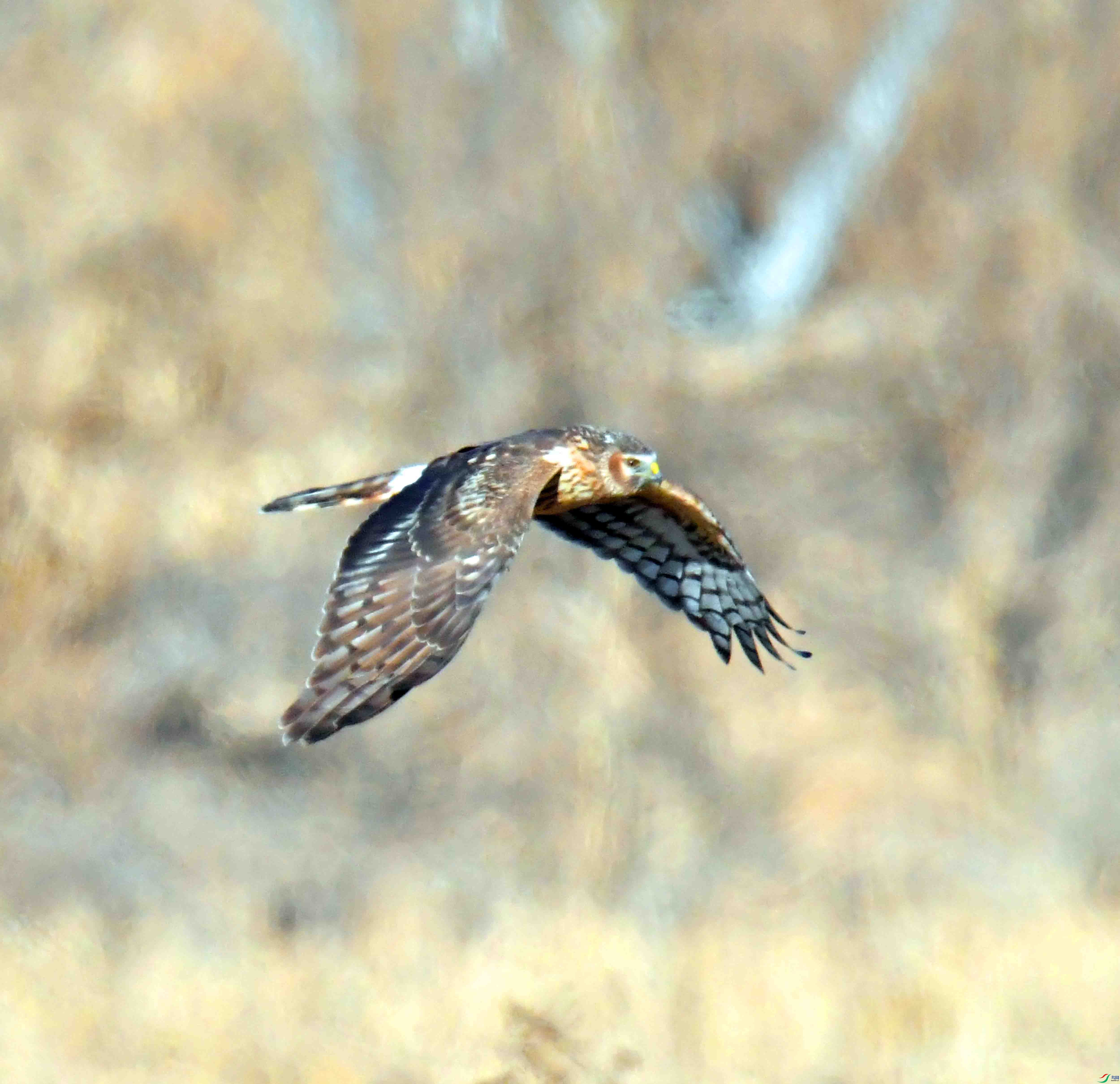 DSC_4365.JPG