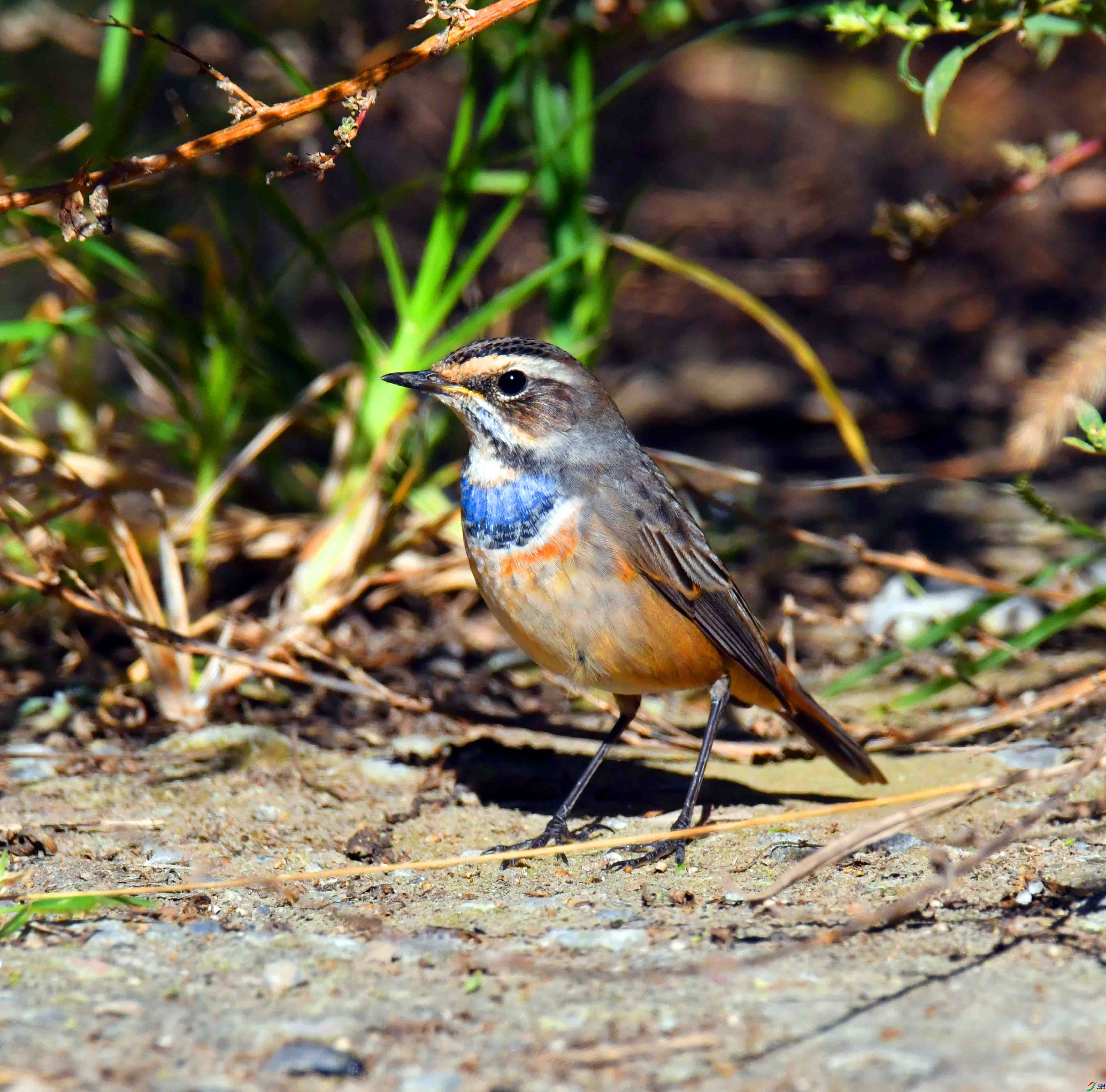 DSC_9661.JPG