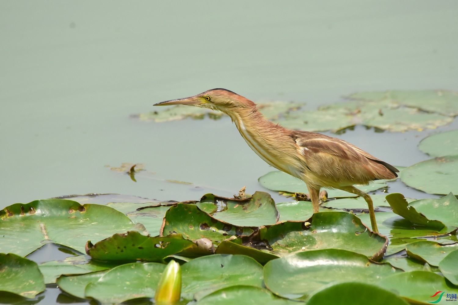 DSC_9300.JPG