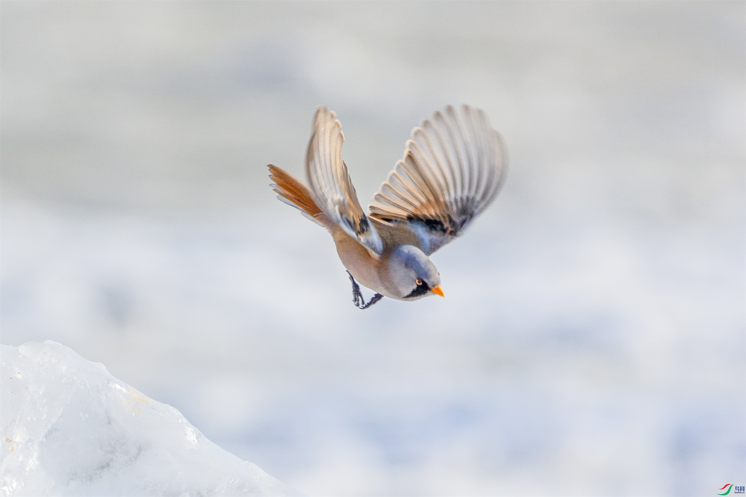 1K3A9683 ����1.jpg