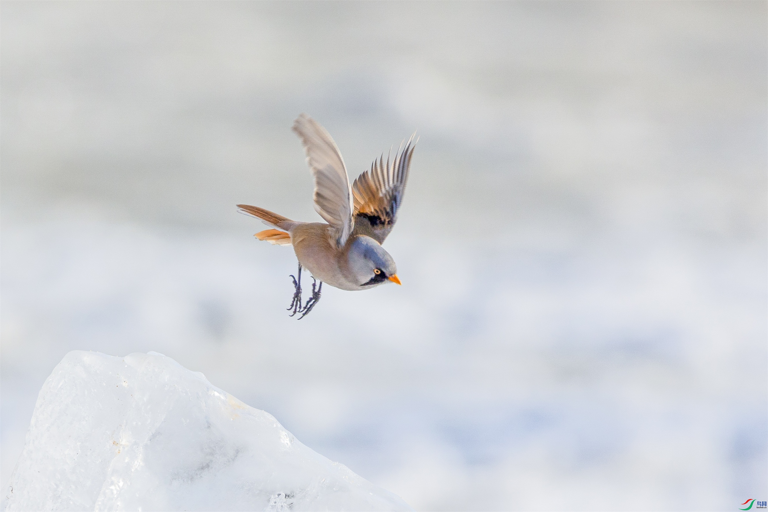 1K3A9682 ����1.jpg