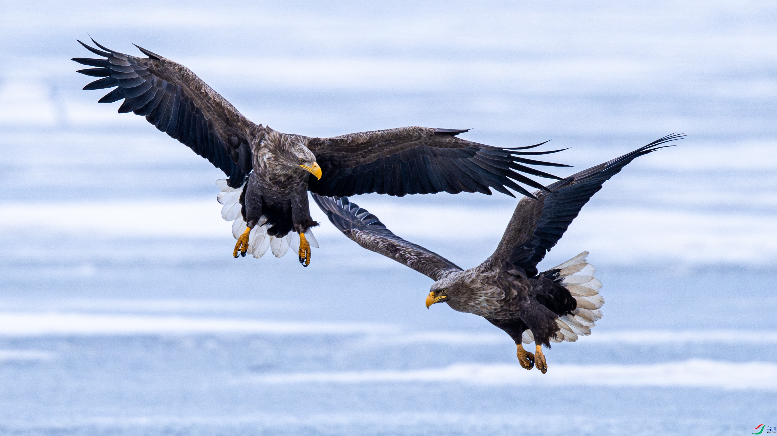 ��β����