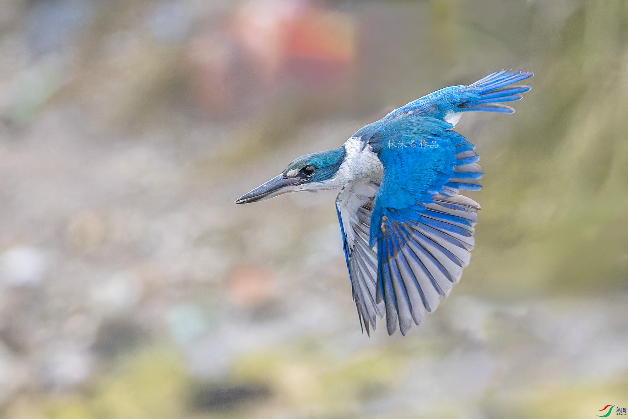 _97A5953-CR3 copy.jpg