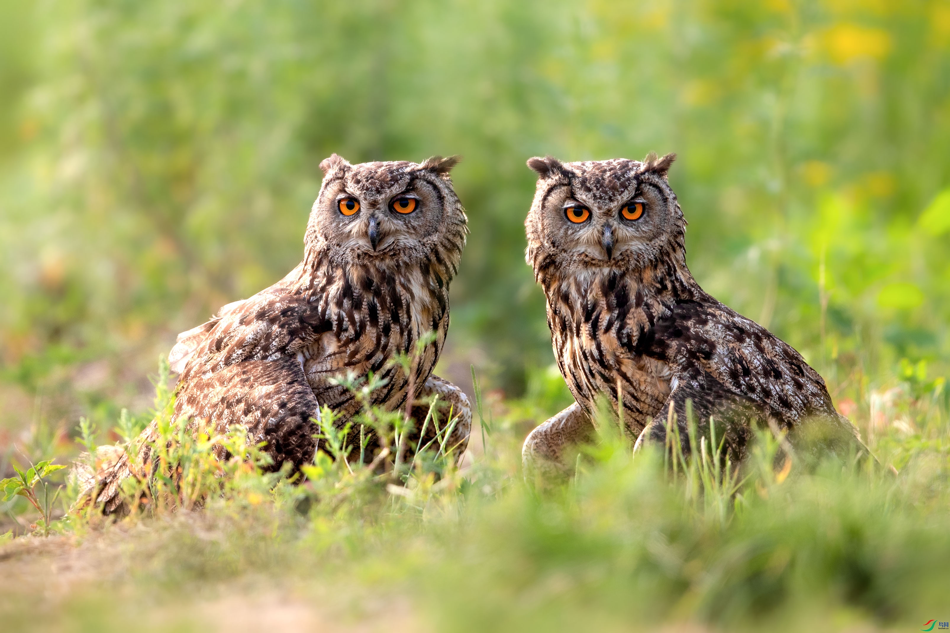 BI0I9597.jpg