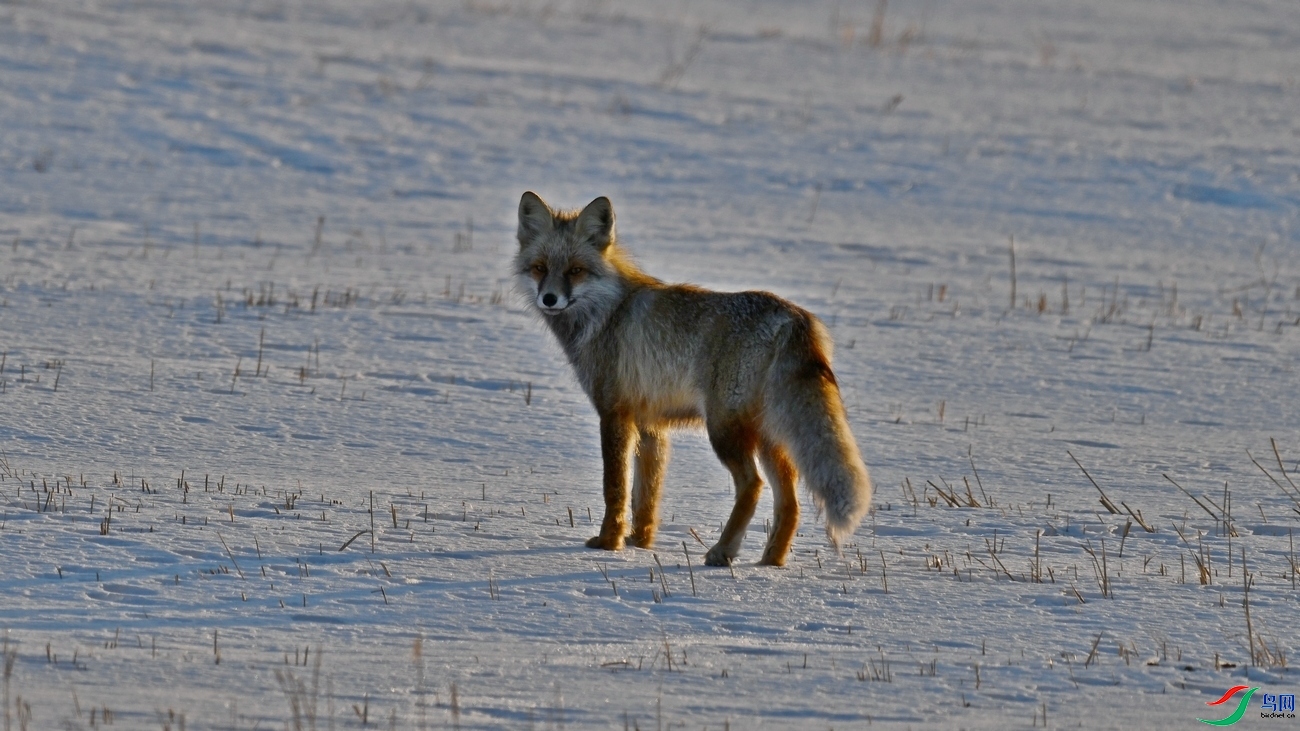 ������Ұ����