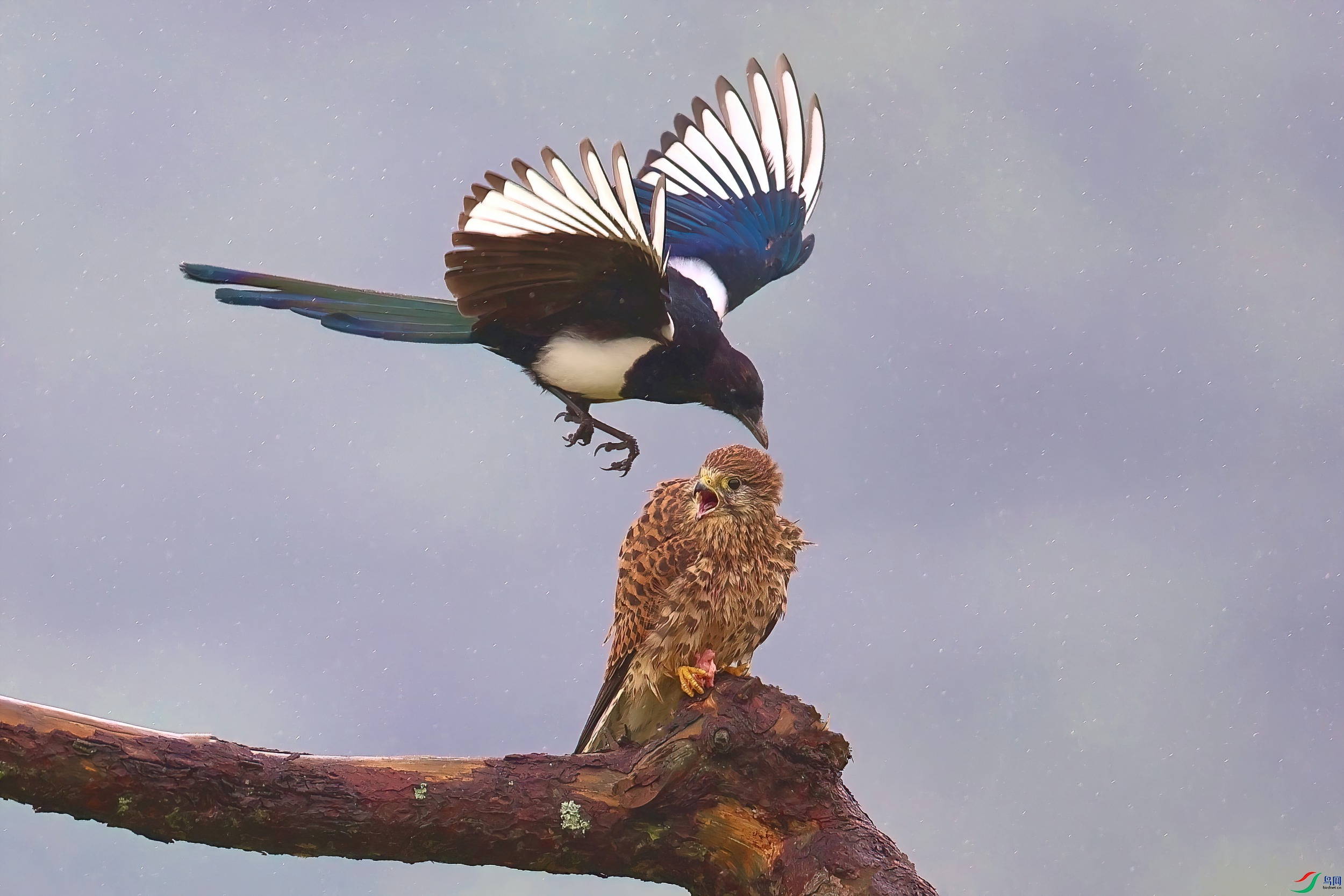 ���о���