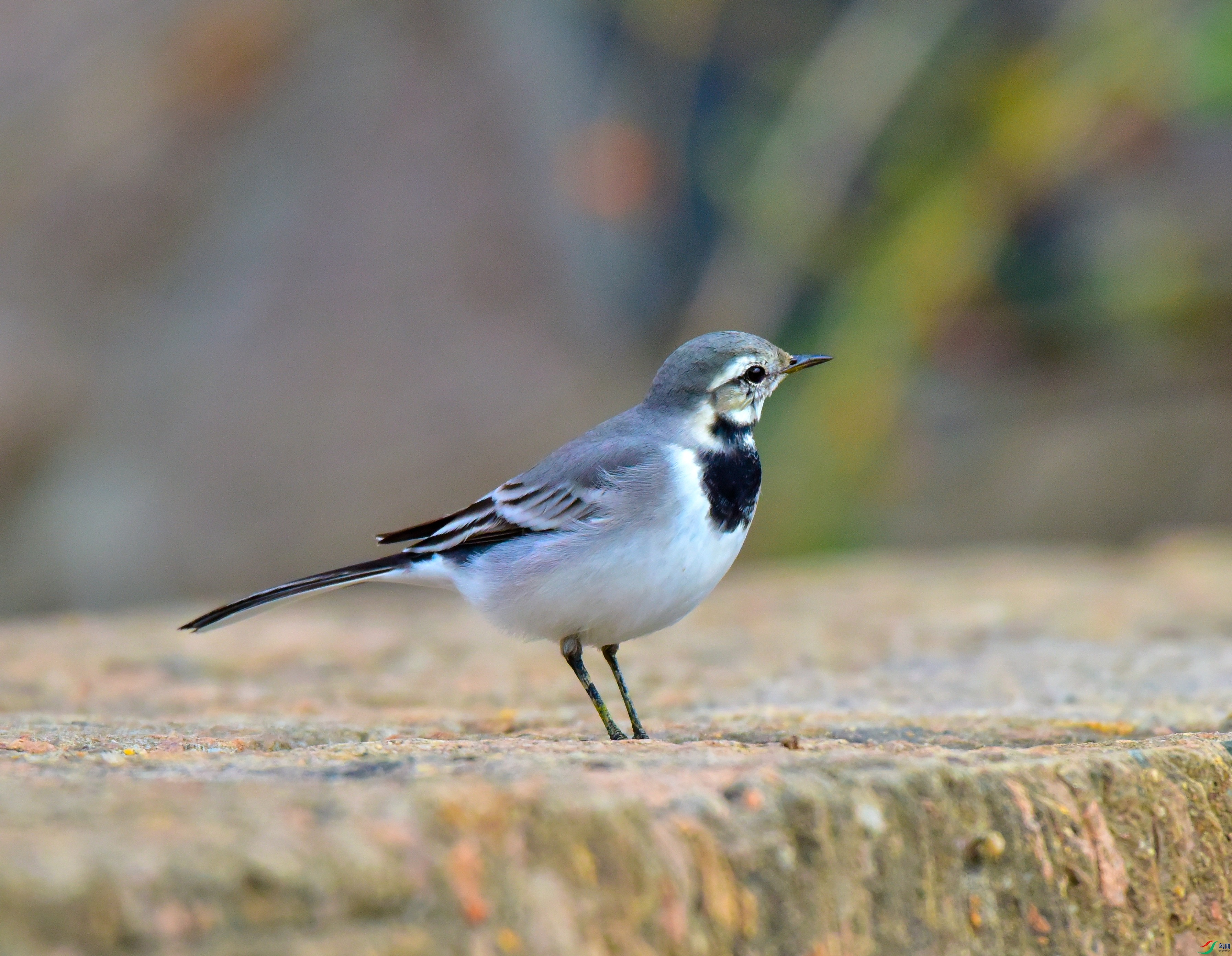 DSC_5053.JPG